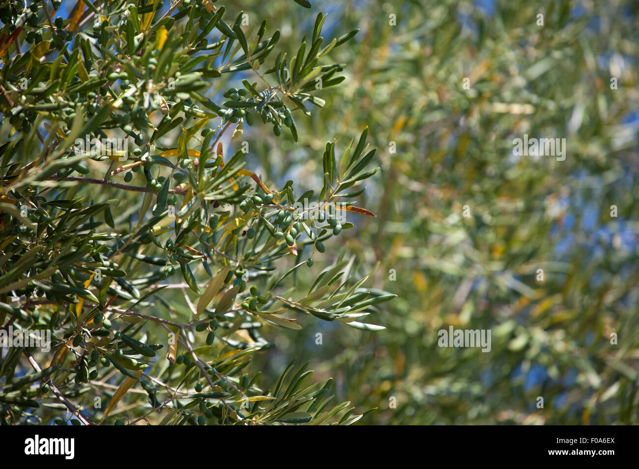 Giovani olive verdi su un albero di olivo nel giardino. Estate calda e secca giorno nel mezzo della stagione. Foto Stock