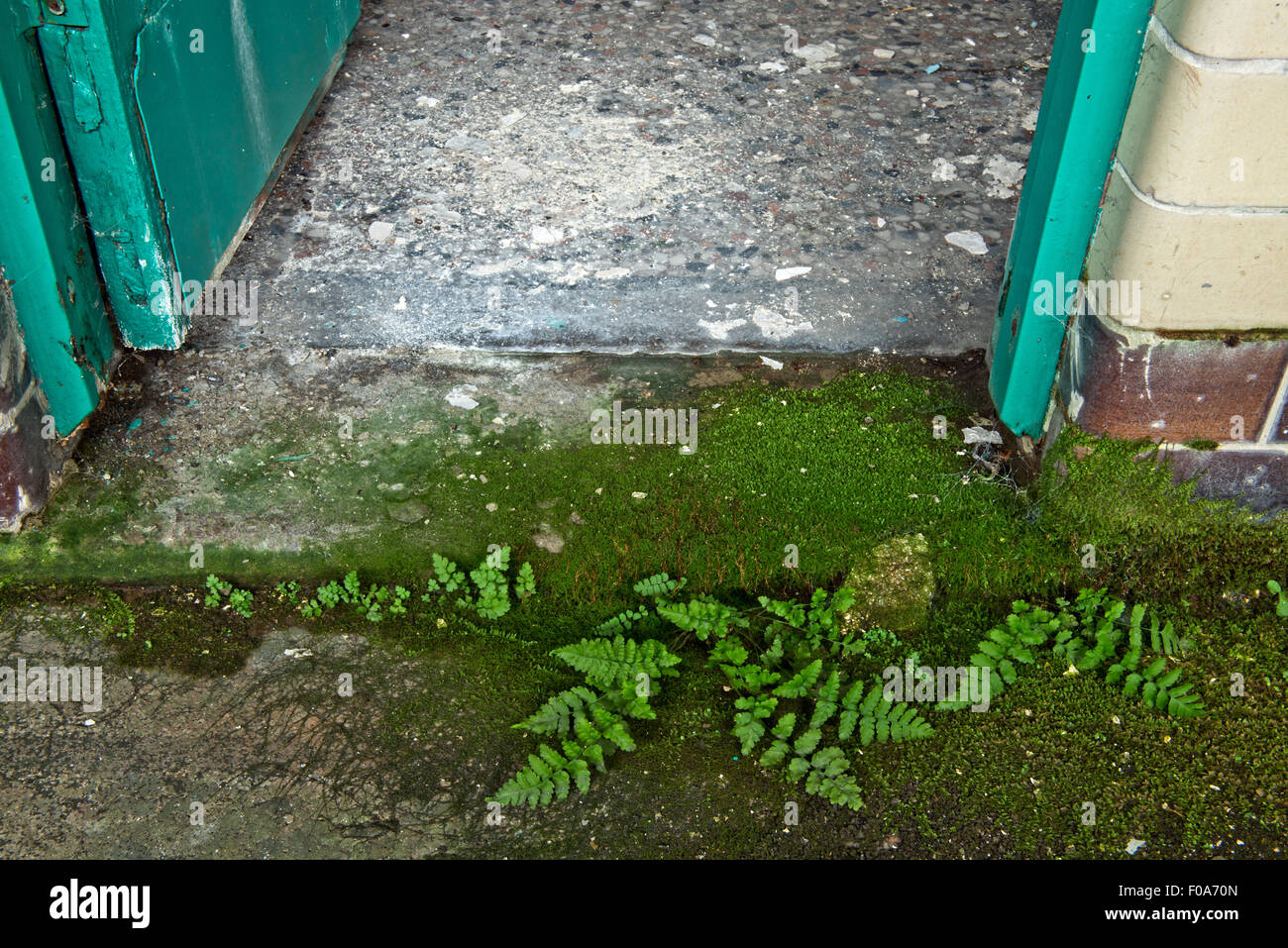 Natura recuperando i chiuso la piscina principale in Moseley Road Bagni, Balsall Heath, Birmingham, Regno Unito Foto Stock