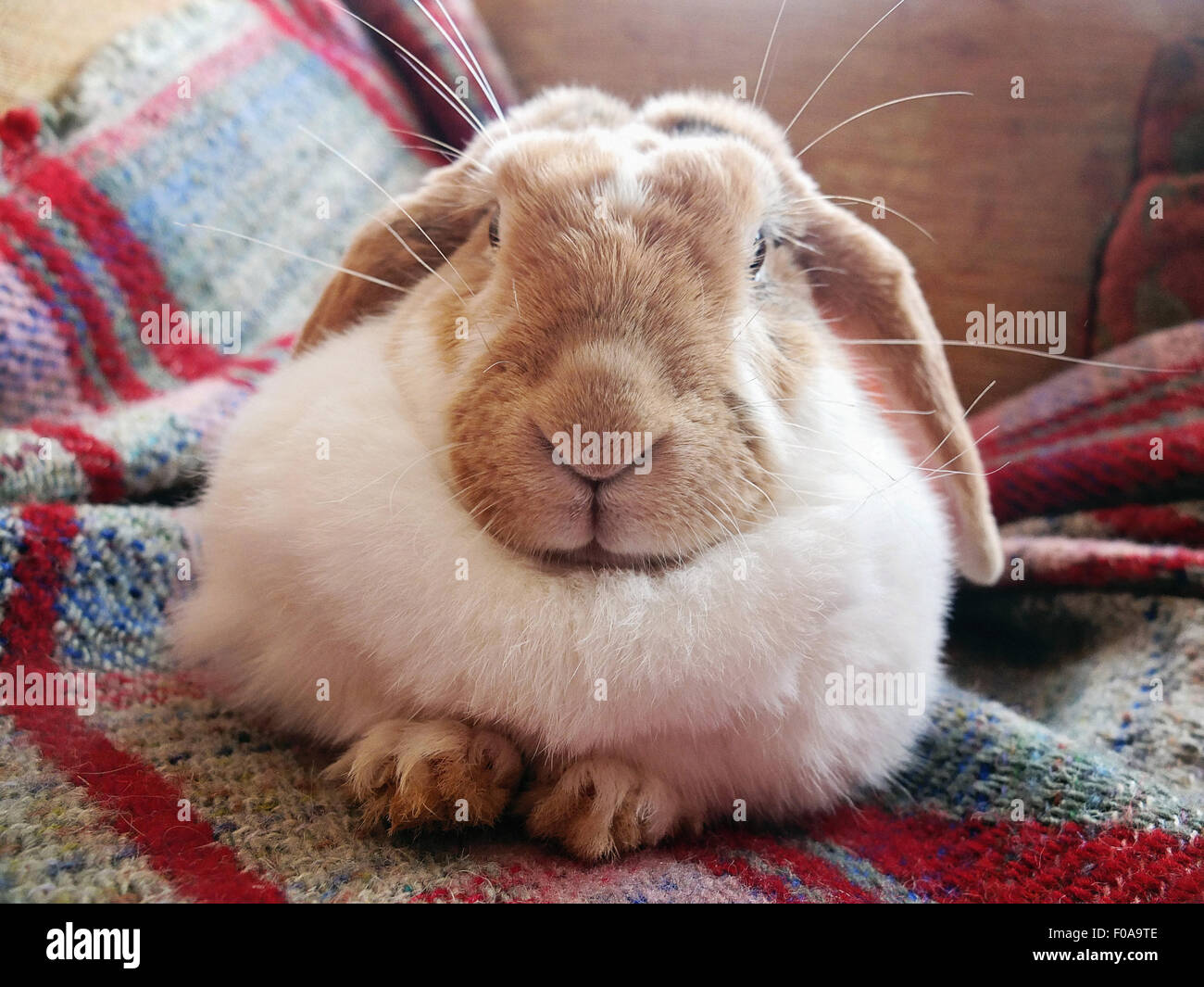 Ritratto di coniglio pet sdraiato sul divano rug Foto Stock