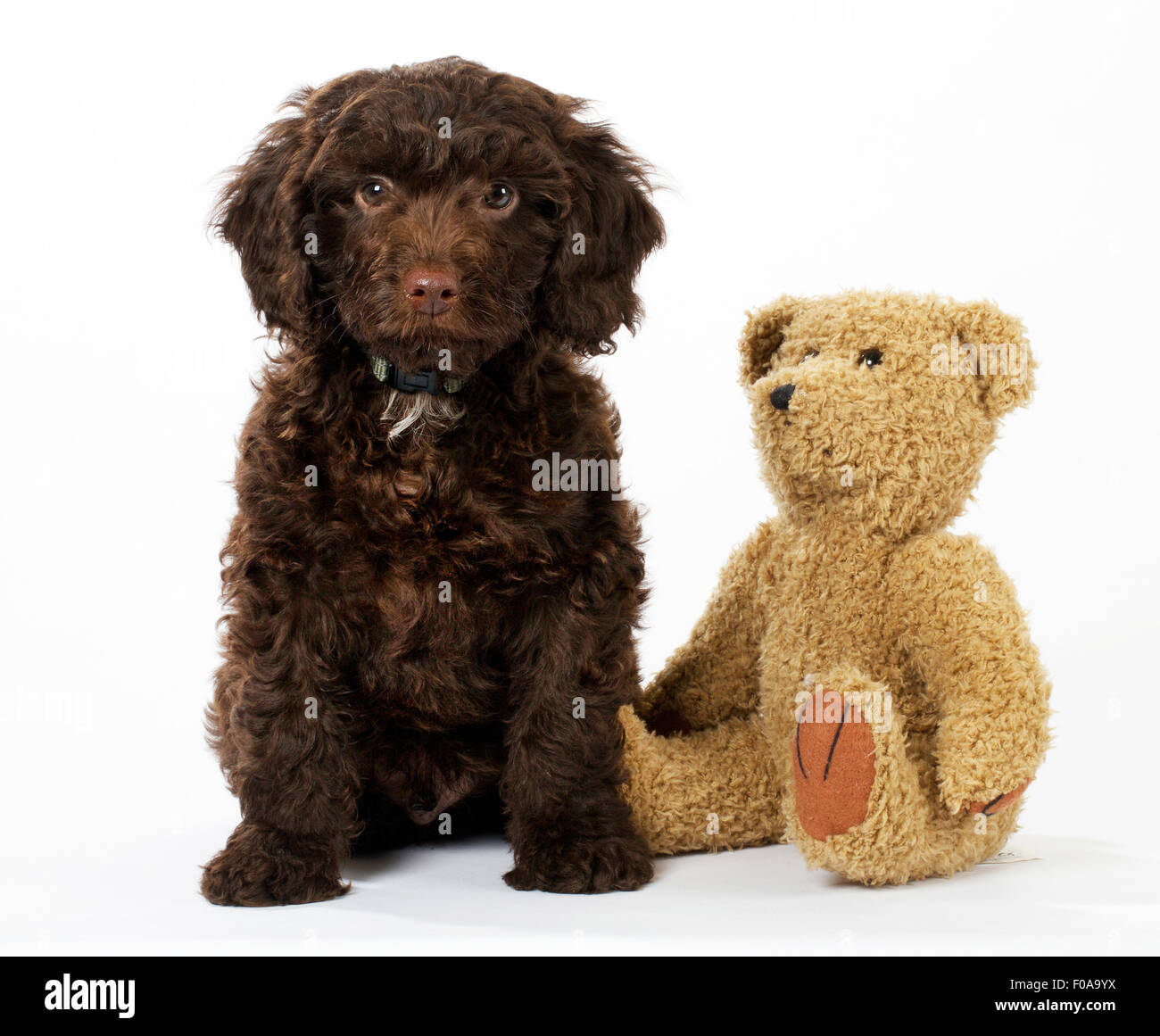 Cucciolo di cane SPROODLE Foto Stock