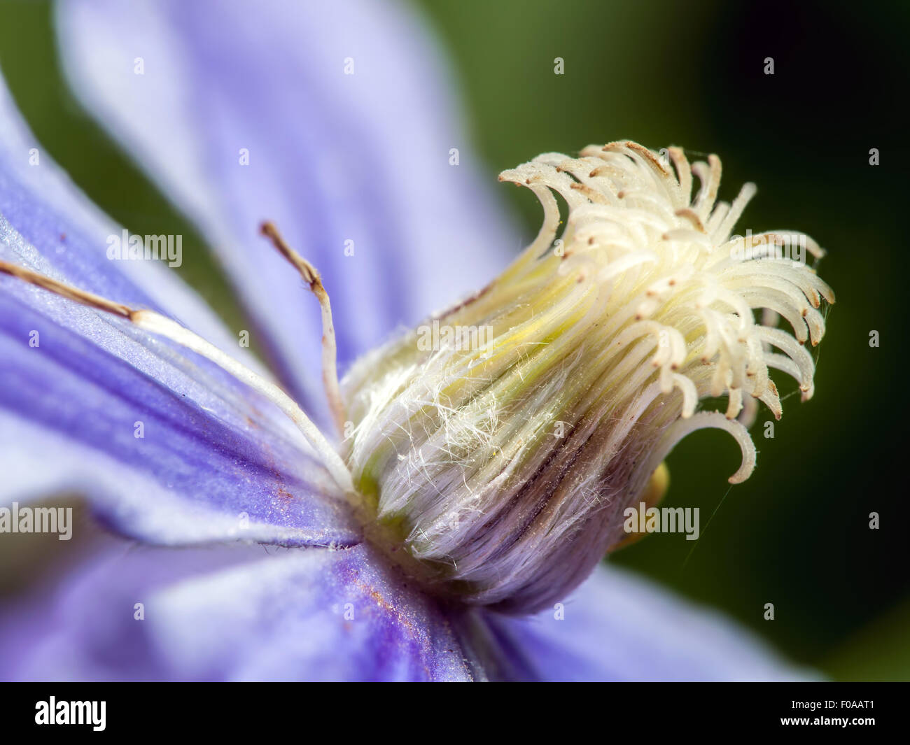 Closeup shot di violetta clematis fiore Foto Stock