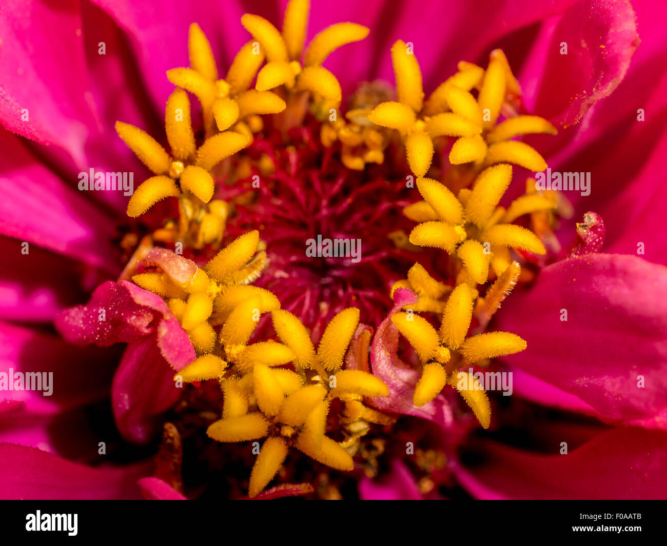 Extreme closeup di rosso zinnia fiore Foto Stock