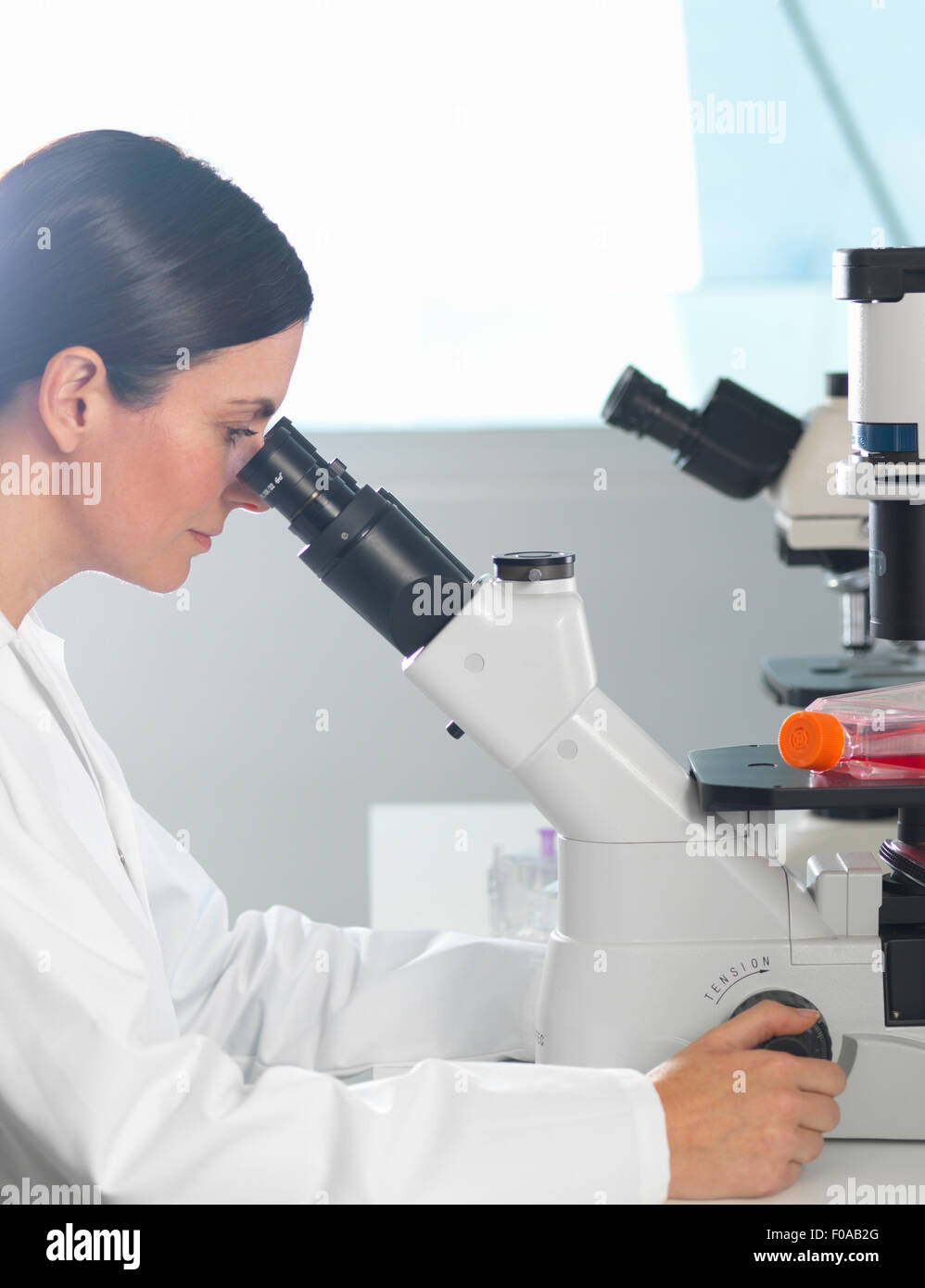 Visualizzazione dello scienziato le culture sotto microscopio invertito per la medicina e la ricerca farmaceutica Foto Stock