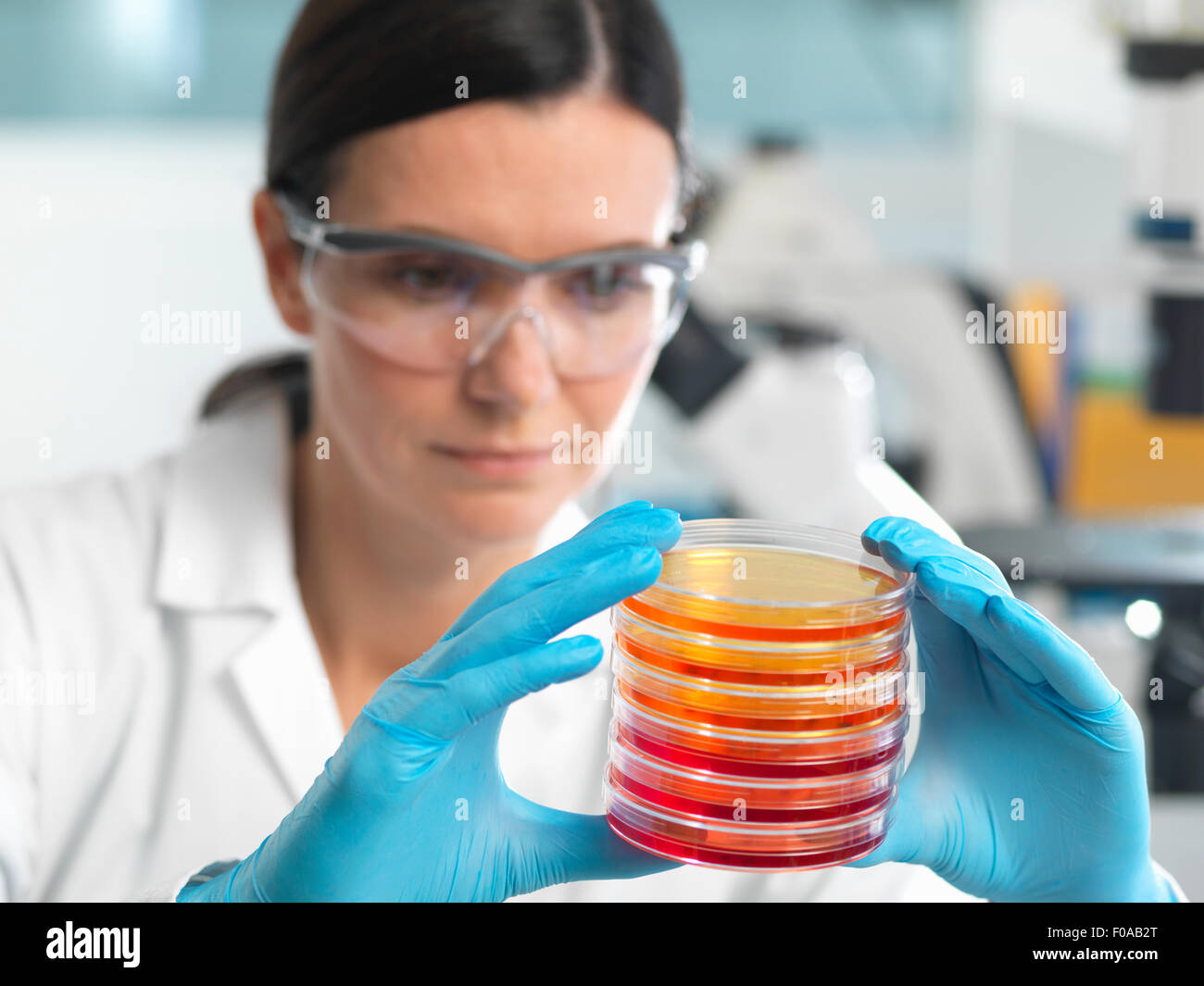 Scienziato esaminando insieme di capsule di petri in laboratorio di microbiologia Foto Stock