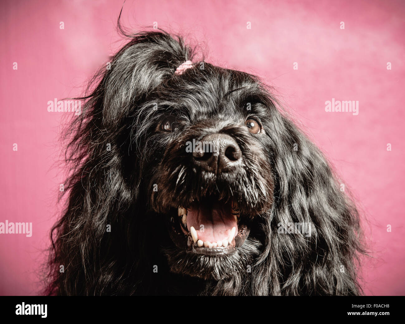 Ritratto di cane, close-up Foto Stock