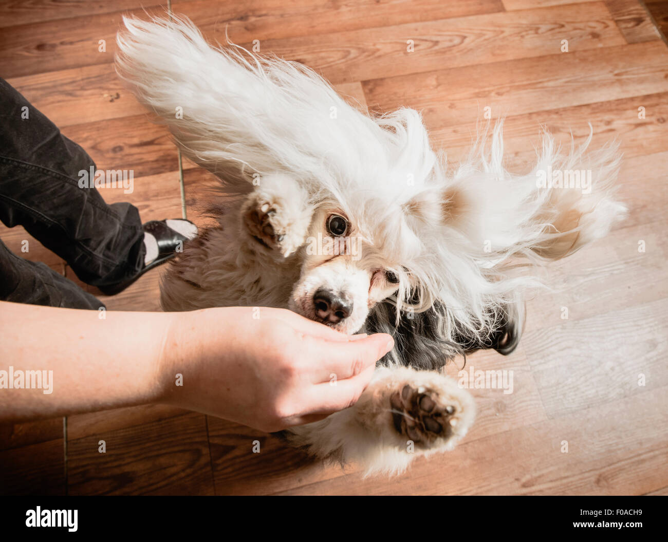 Il salto del cane fino a raggiungere il trattamento in mano dei proprietari, vista aerea Foto Stock