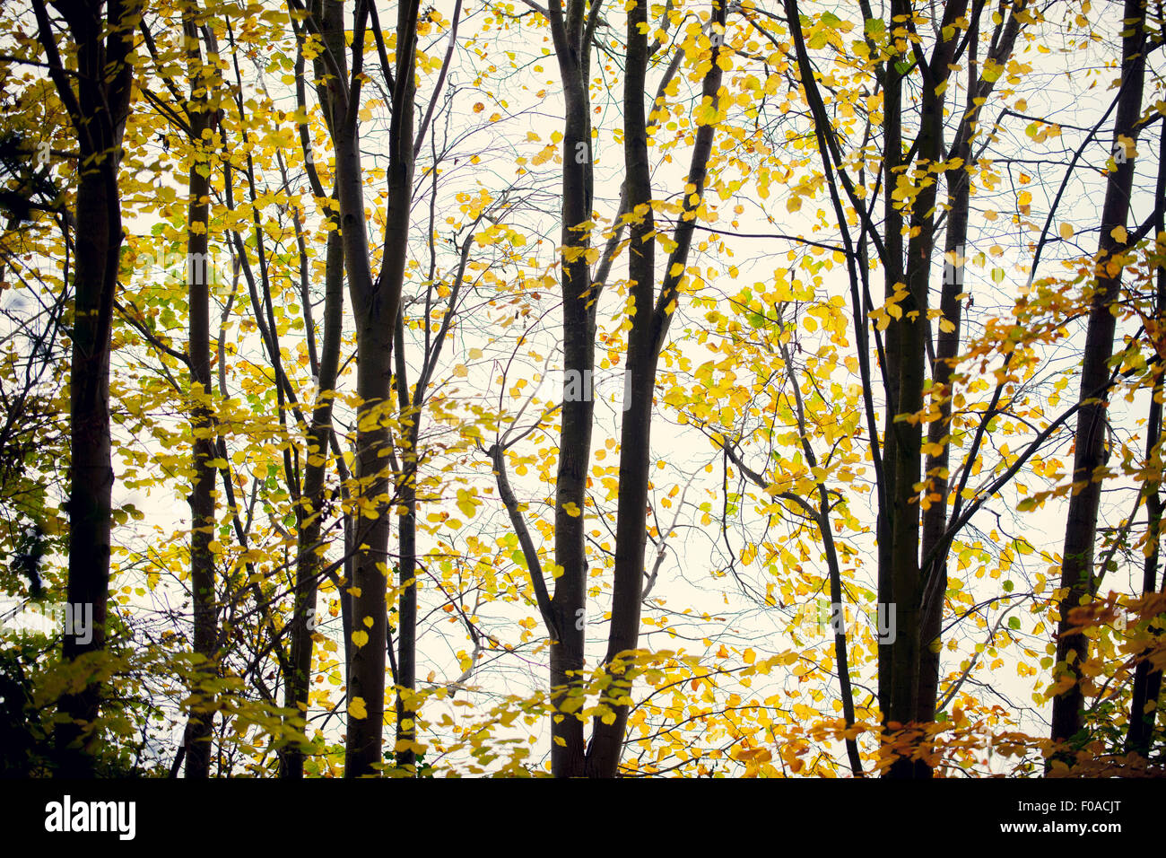 Foglie d'autunno sugli alberi immagini e fotografie stock ad alta