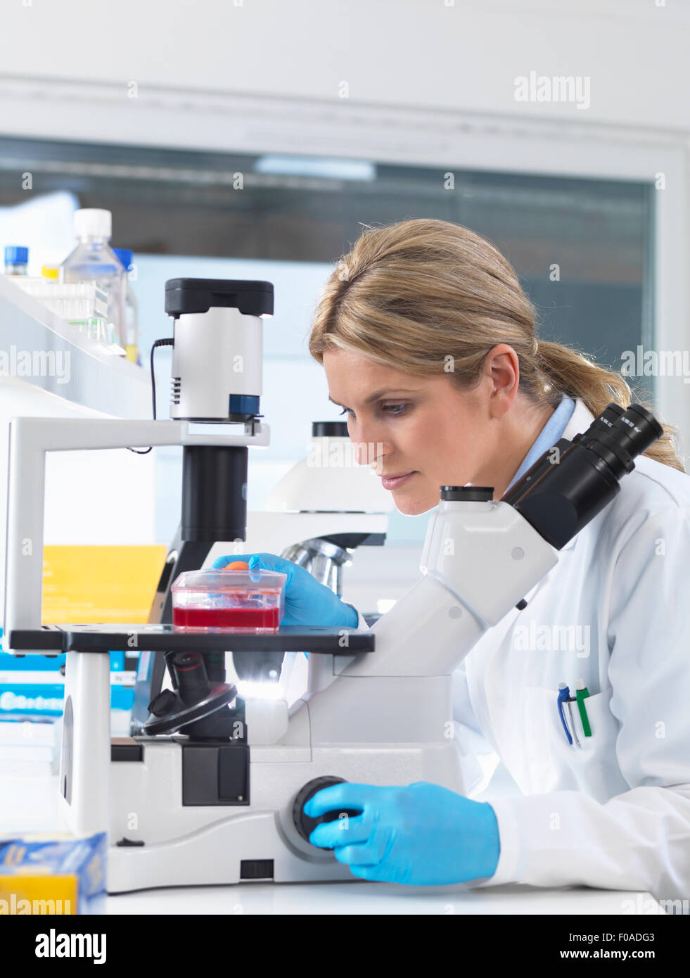 Visualizzazione dello scienziato stem cell culture in crescita in un mezzo di crescita sotto un microscopio invertito in un laboratorio Foto Stock