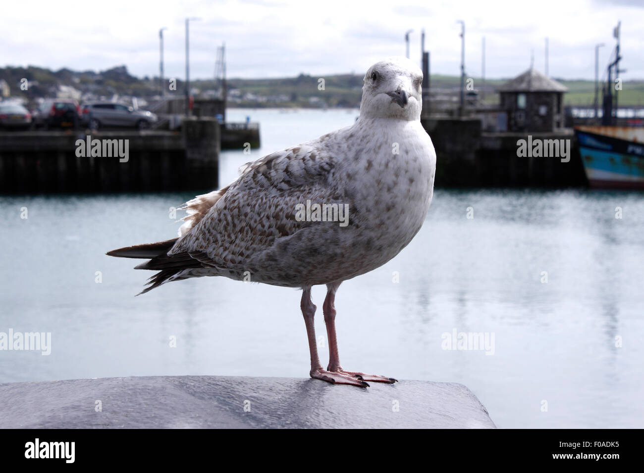 GIOVANE ARINGA GULL SU UN MURO DEL PORTO. LARUS ARGENTATUS Foto Stock
