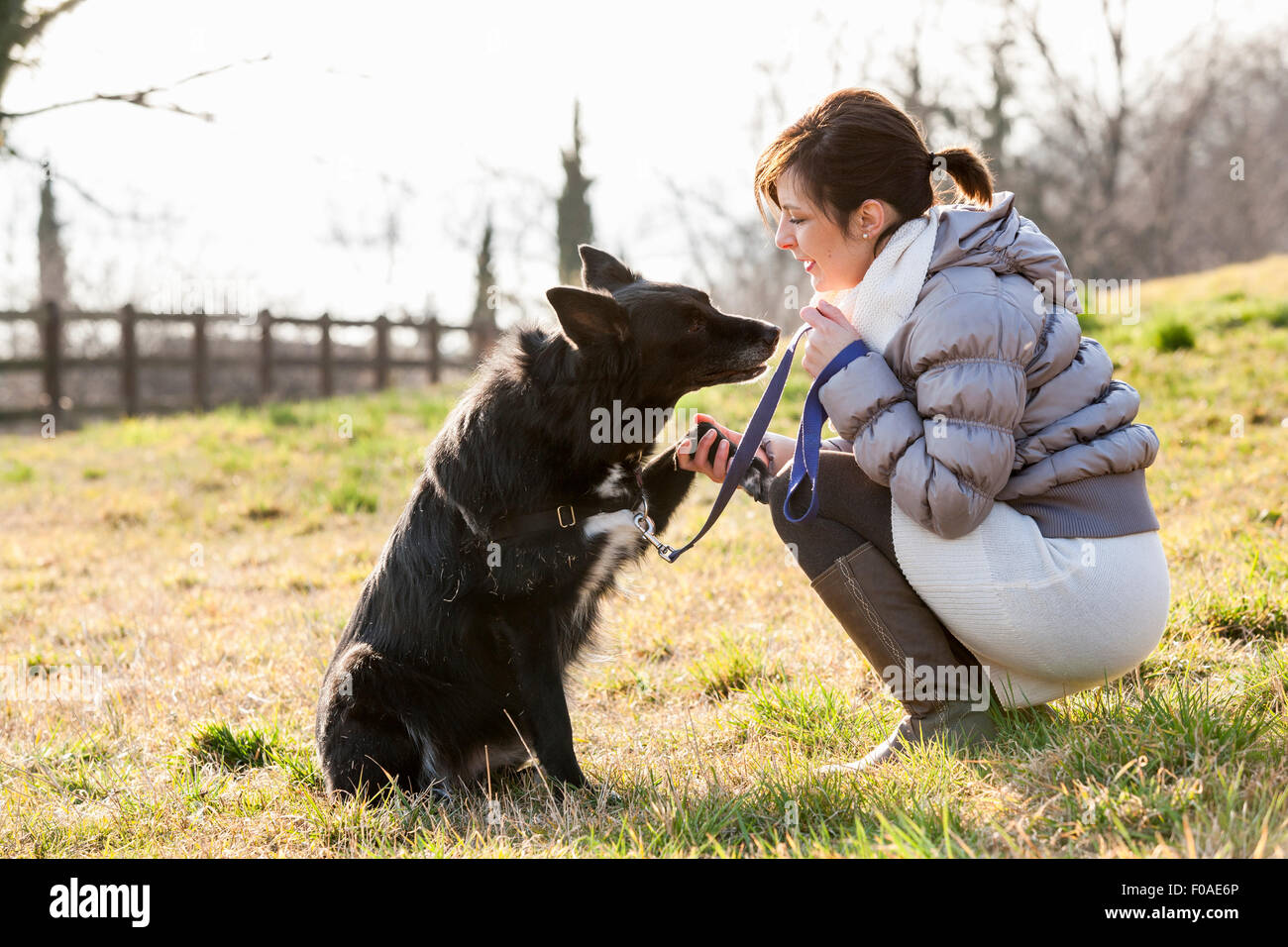 Metà donna adulta formazione il suo cane per tenere sollevata la zampa nel campo Foto Stock