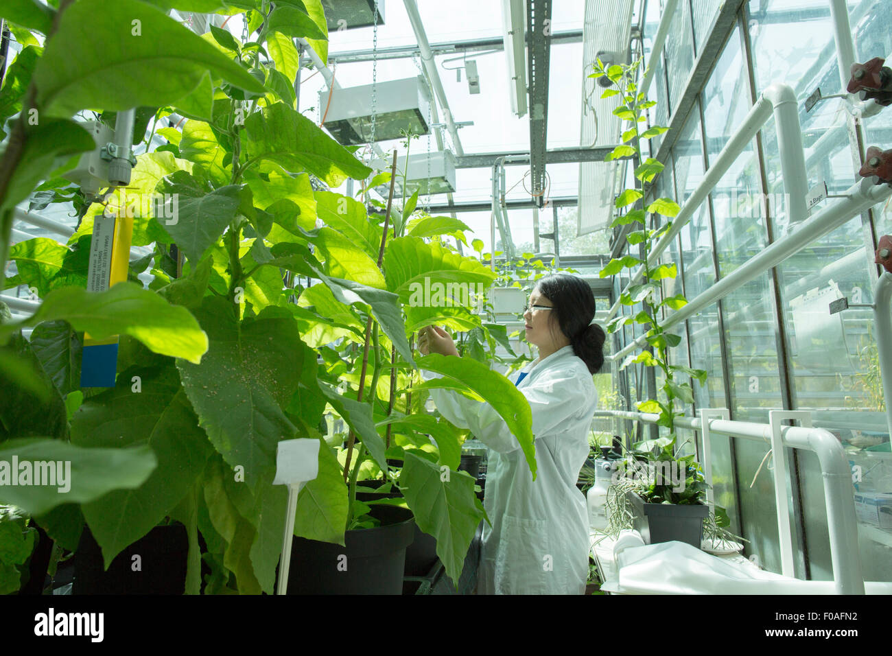 Donna scienziato test campione di piante in serra lab Foto Stock
