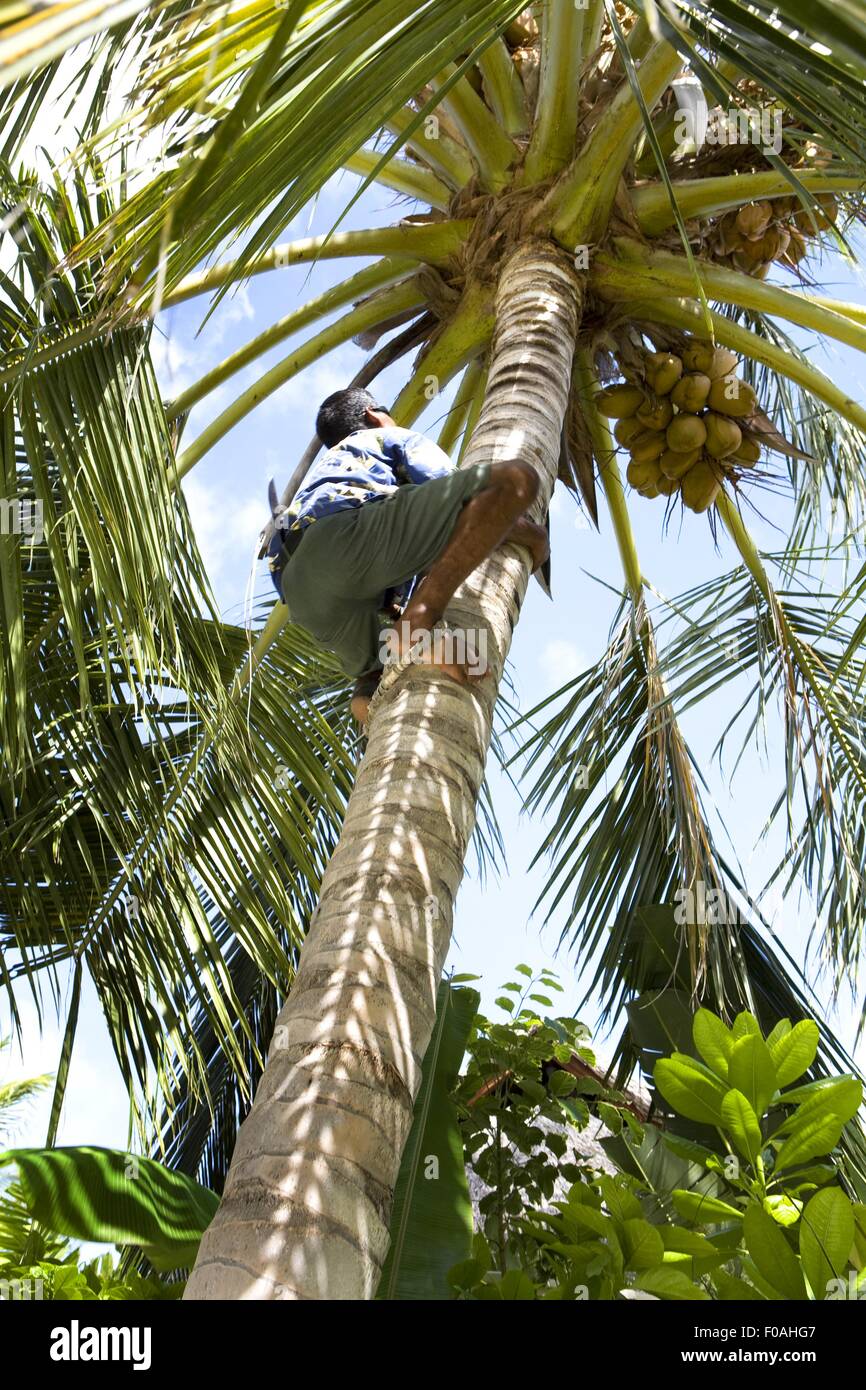 L'uomo arrampicata su Palm tree in Dhigufinolhu island, Maldive Foto Stock