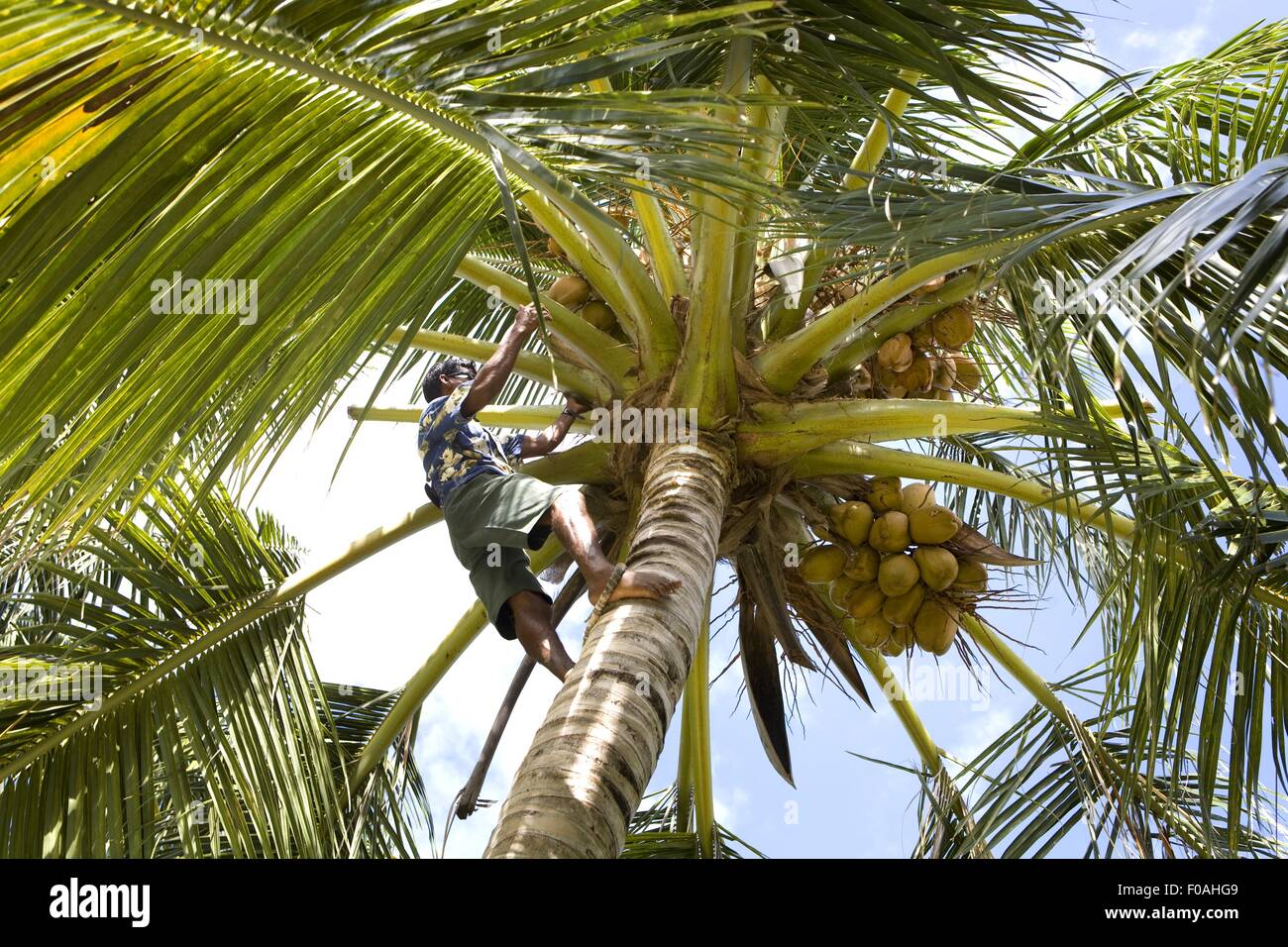 L'uomo arrampicata su Palm tree in Dhigufinolhu island, Maldive Foto Stock