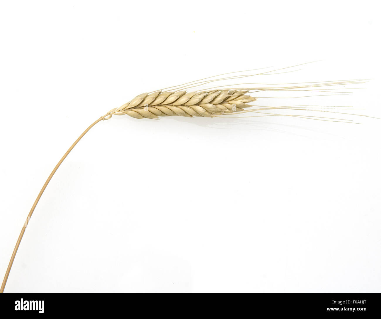 Emmer; Weizen; Triticum dicoccon, Getreide Foto Stock