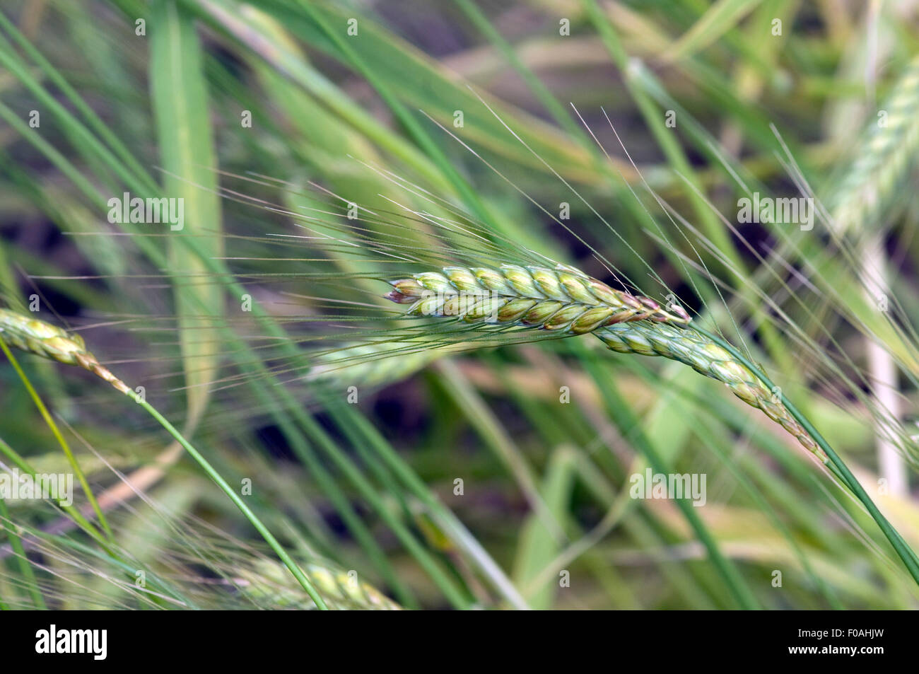 Emmer; Fennichgras, Getreide Foto Stock