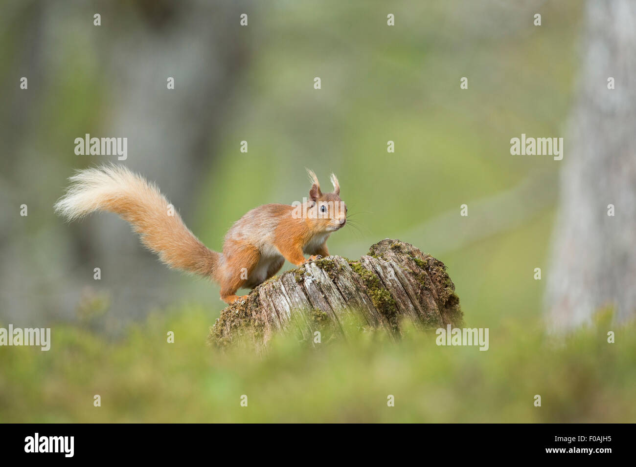 Ritratto di uno scoiattolo rosso in appoggio su un vecchio log in una foresta di pini. Foto Stock