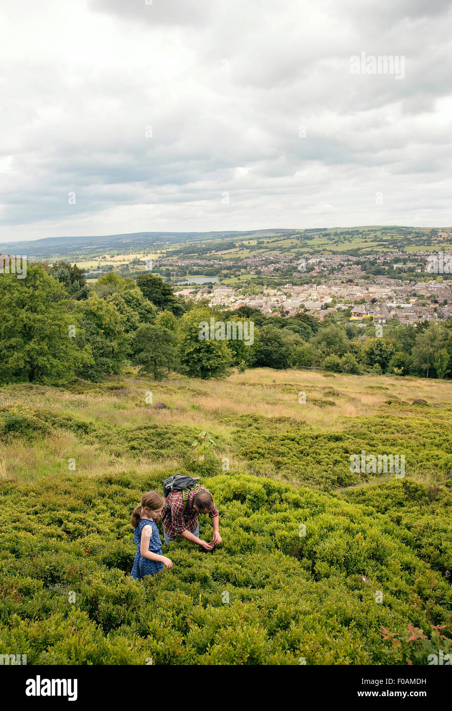 Padre e figlia picking mirtilli neri su Chevin, sopra Otley, West Yorkshire Foto Stock