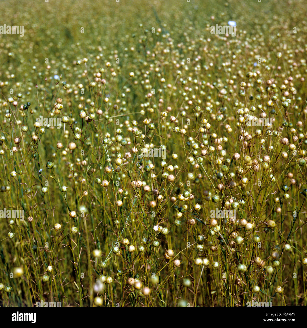 Leinsamen, Lein, Linum perenne, Getreide Foto Stock