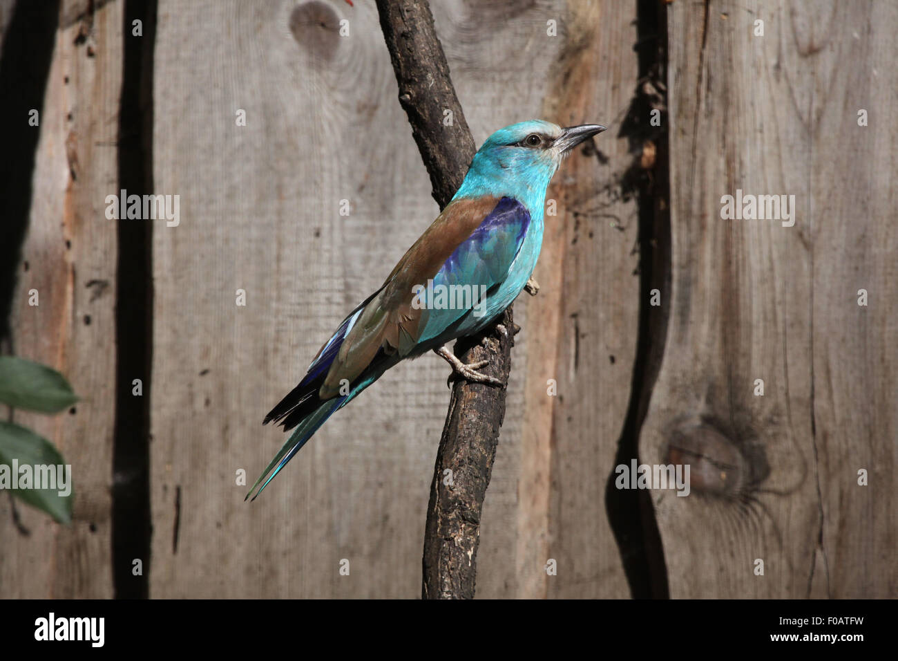 Rullo europea (Coracias garrulus) presso lo Zoo di Chomutov in Chomutov, Boemia settentrionale, Repubblica Ceca. Foto Stock