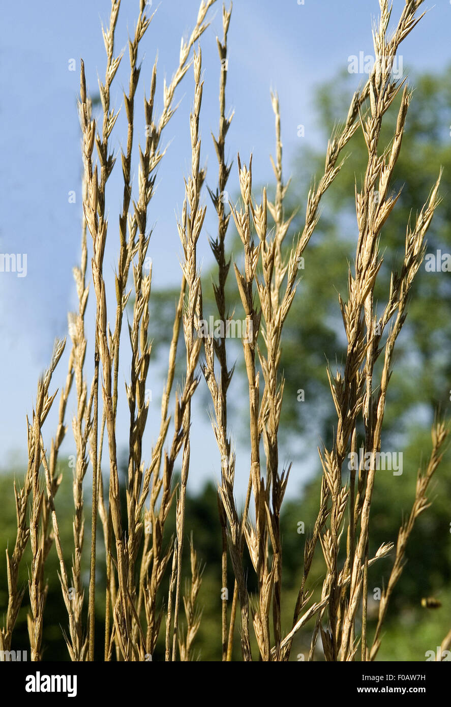 Taumellolch; Giftpflanze, Lolium temulentum, Getreide Foto Stock