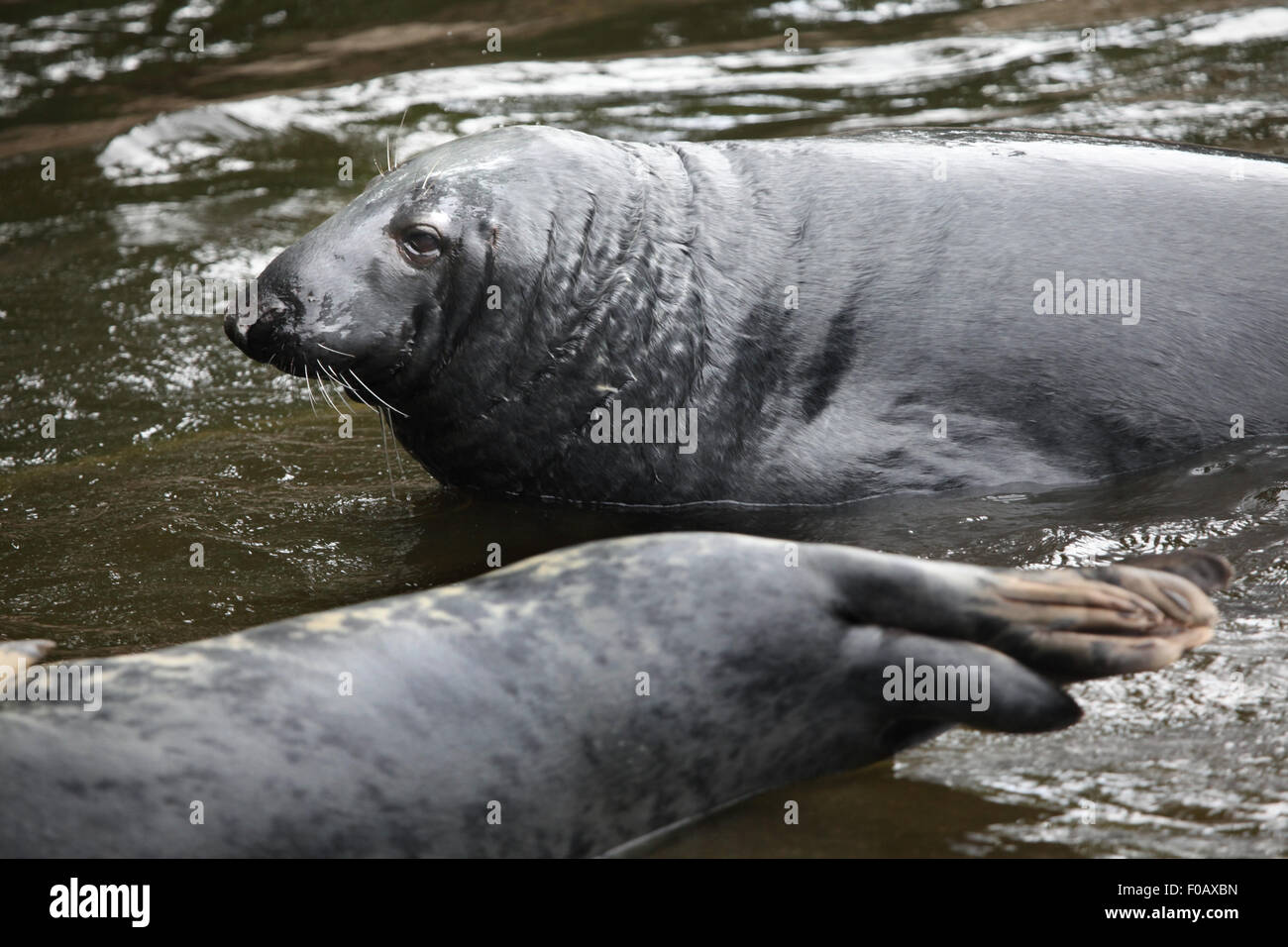 Guarnizione grigio (Halichoerus grypus), noto anche come l'atlantico guarnizione a Chomutov Zoo di Chomutov, Boemia settentrionale, Repubblica Ceca. Foto Stock