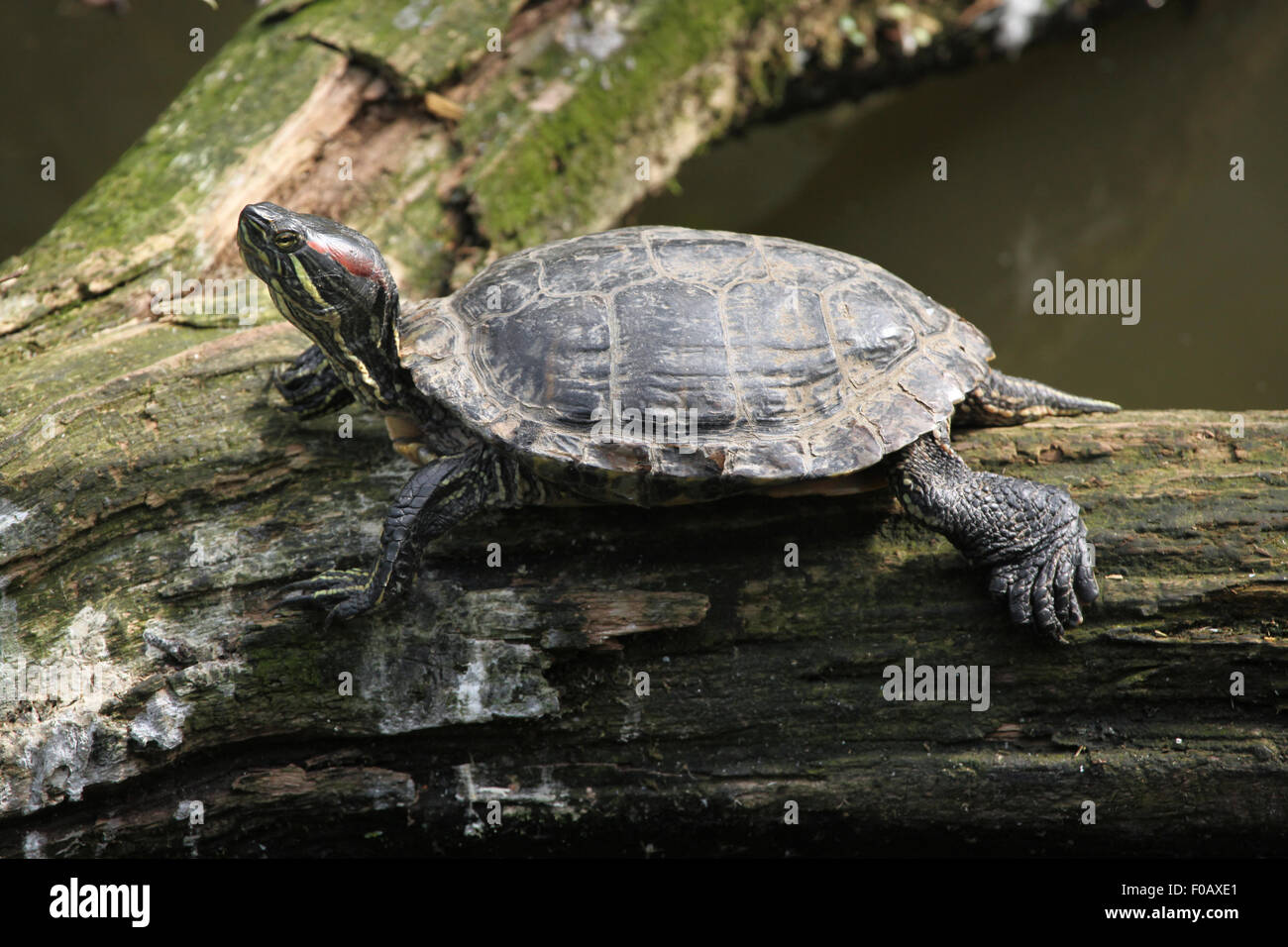 Tartaruga dalle orecchie rosse (Trachemys scripta elegans) presso lo Zoo di Chomutov in Chomutov, Boemia settentrionale, Repubblica Ceca. Foto Stock