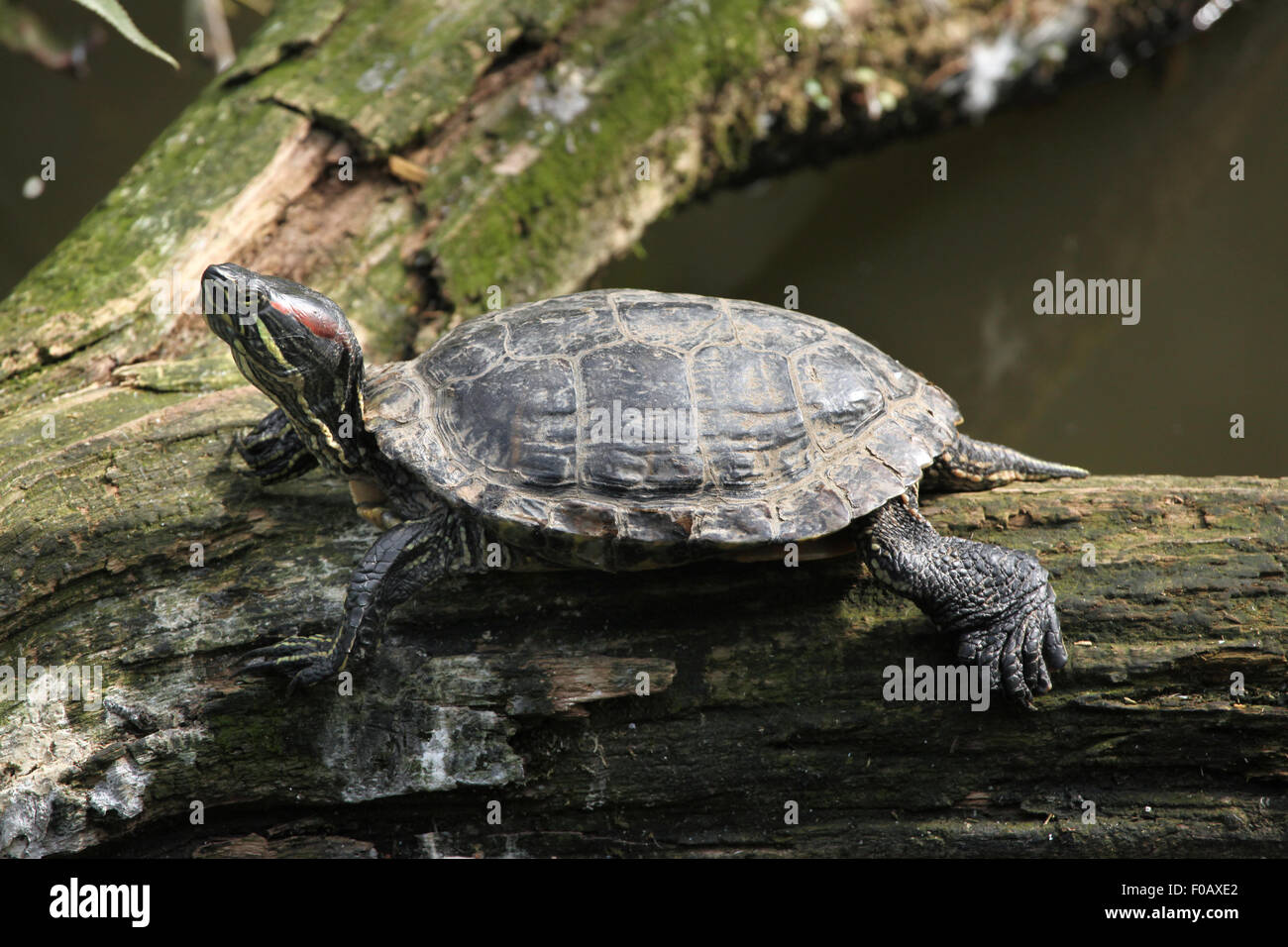 Tartaruga dalle orecchie rosse (Trachemys scripta elegans) presso lo Zoo di Chomutov in Chomutov, Boemia settentrionale, Repubblica Ceca. Foto Stock