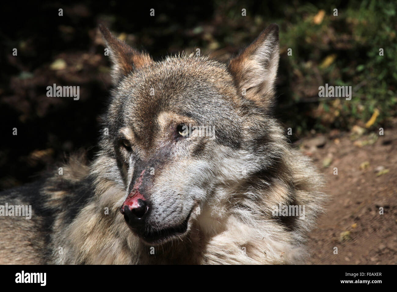 Eurasian lupo (Canis lupus lupus) presso lo Zoo di Chomutov in Chomutov, Boemia settentrionale, Repubblica Ceca. Foto Stock