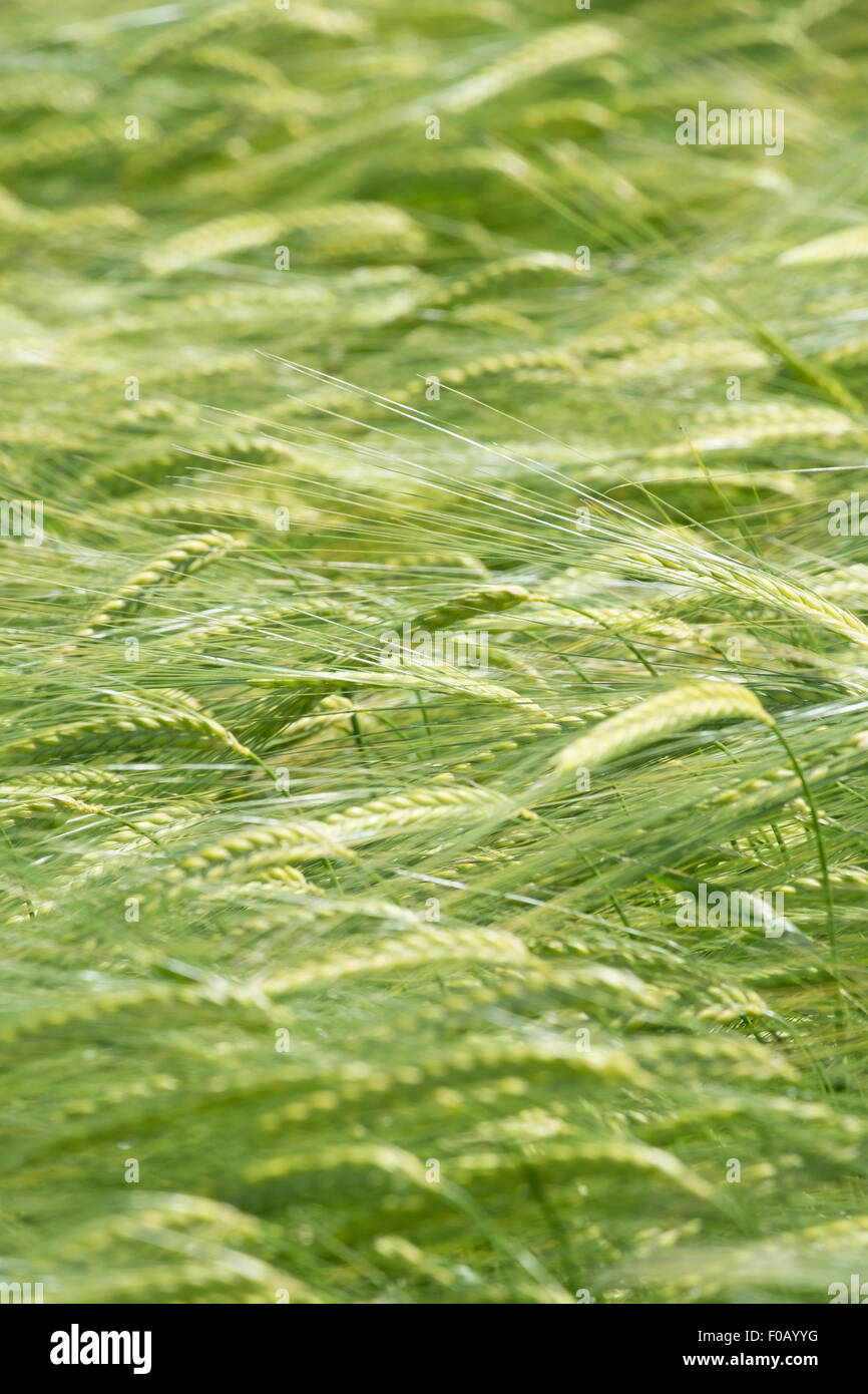 Orzo verde orecchie nel giugno sunshine andando attraverso la messa a fuoco. Foto Stock