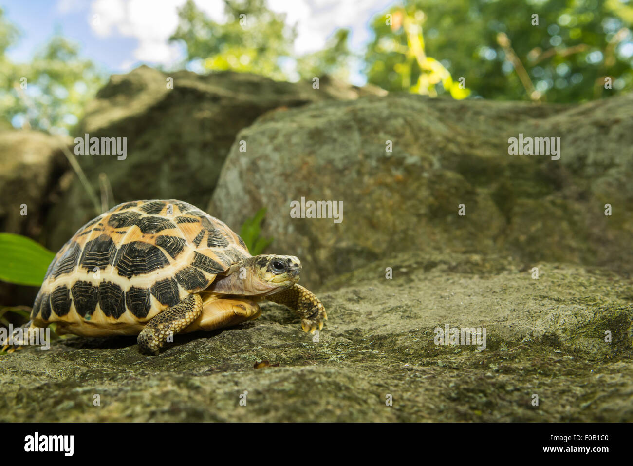 Tartaruga di ragno Foto Stock