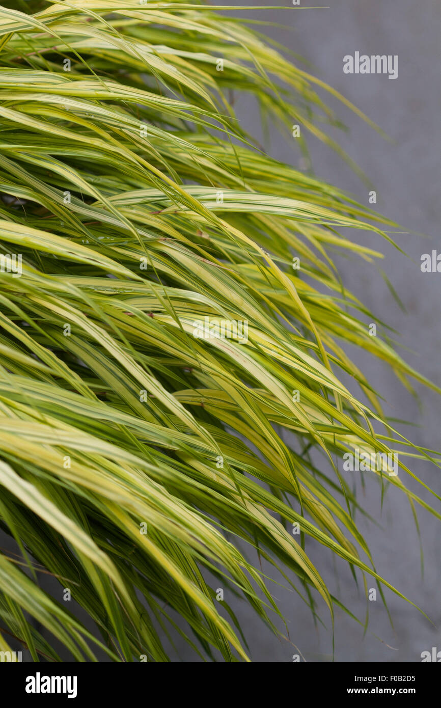 Erba ornamentale Hakonechloa macra "aureola" crescente in una pentola su un patio di ardesia Foto Stock