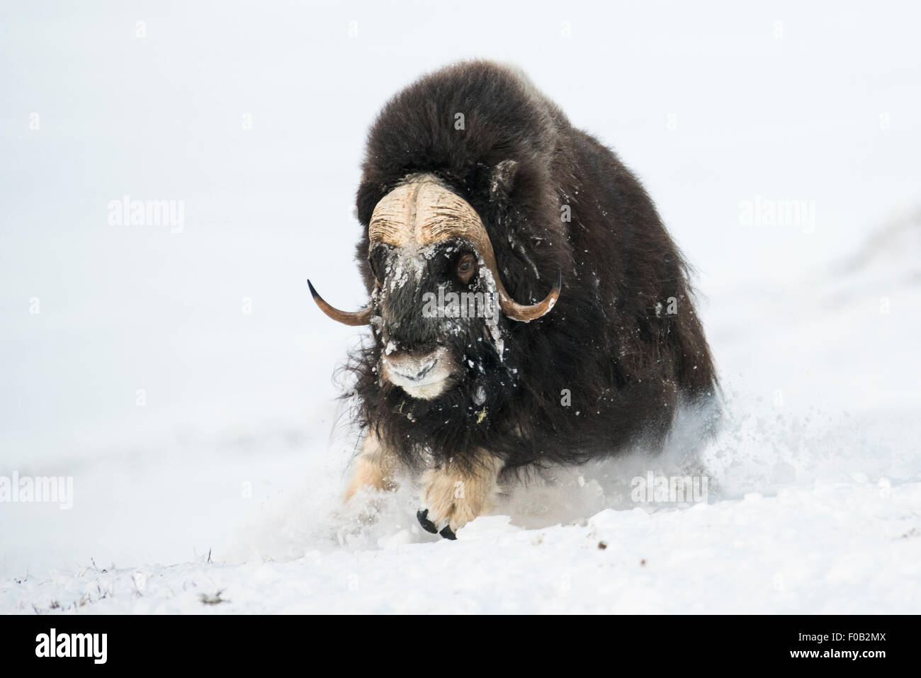 Esecuzione di un muschio Ox Foto Stock