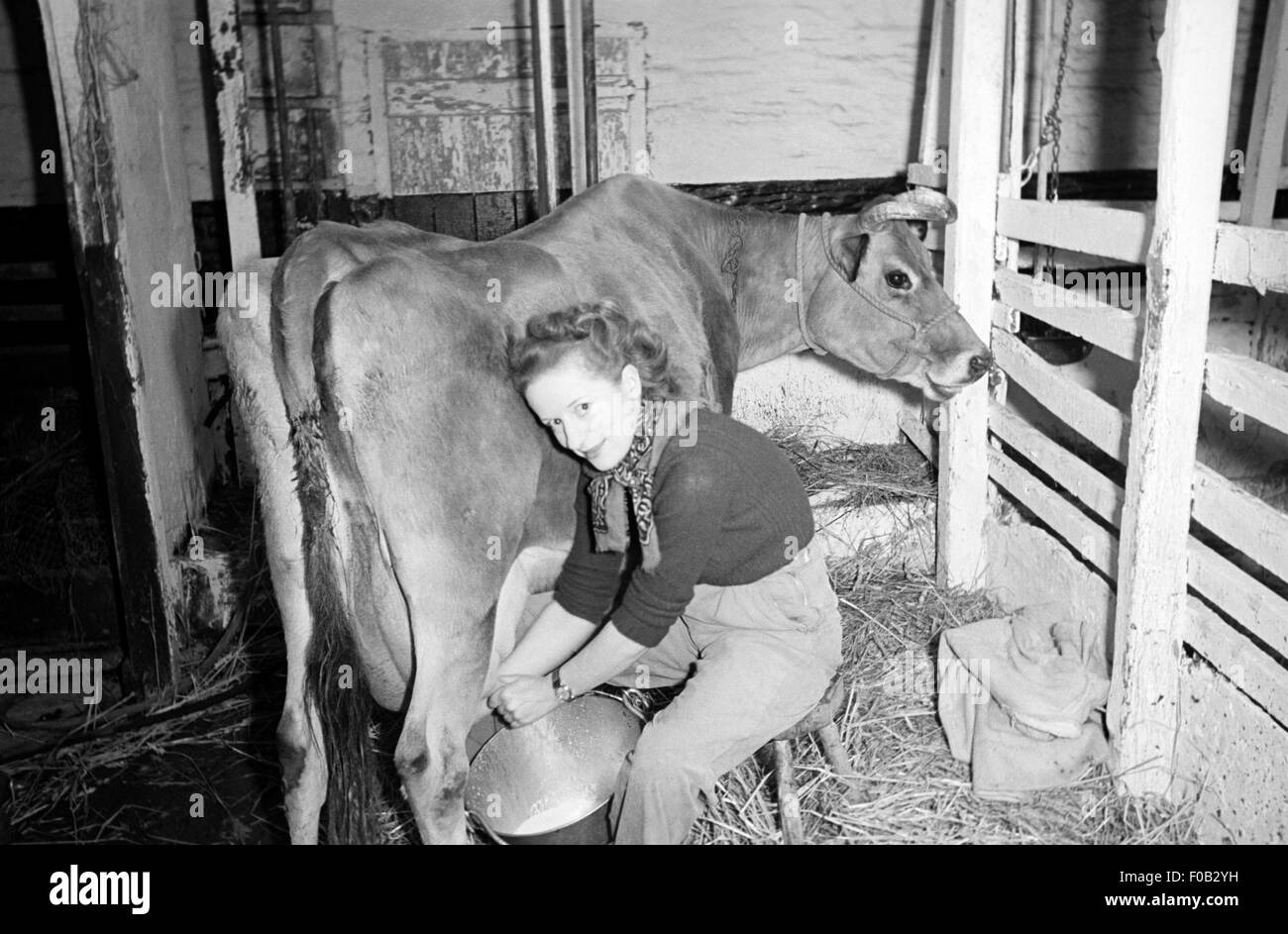 Una donna di mungitura a mano la sua mucca nel cortile fienile Foto Stock