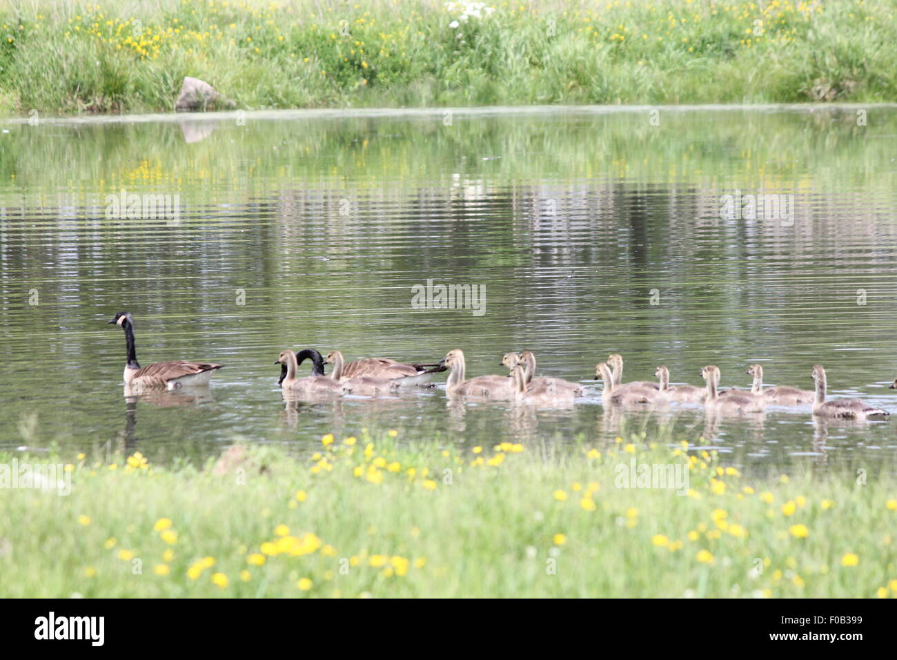 Oche del Canada e Gosling nuota vicino a riva in un flusso stretto. Foto Stock