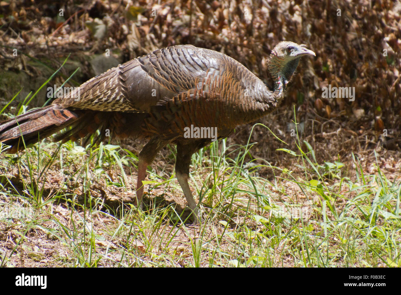 Un avviso Wild Turchia femmina foraggi per alimentare durante l'estate Foto Stock