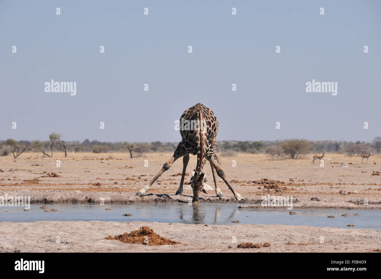 Il Botswana. 10 Ago, 2015. Una giraffa beve l'acqua in corrispondenza di un foro per l'acqua in Nxai Pan National Park central Botswana il 10 agosto, 2015. Il Nxai Pan National Park comprende diversi grandi pentole -- Nxai Pan, Kgama-Kgama Pan e Kudiakam Pan, che una volta erano antichi laghi salati. © Lyu Tianran/Xinhua/Alamy Live News Foto Stock