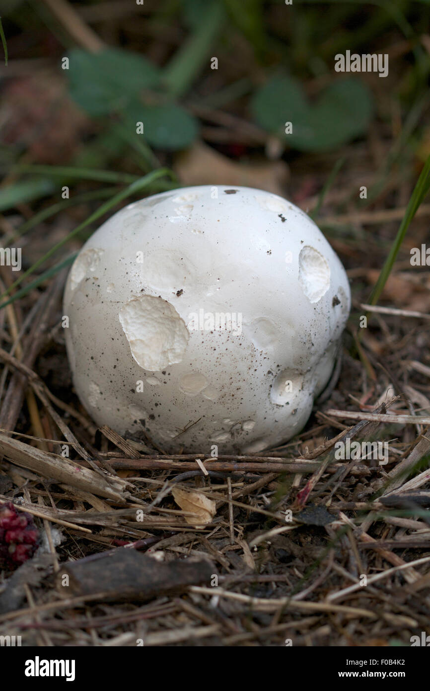 Un giovane gigante fungo puffball - Calvatia gigantea - a Londra giardino, nibbled notte dai tondi. Messa a fuoco selettiva Foto Stock