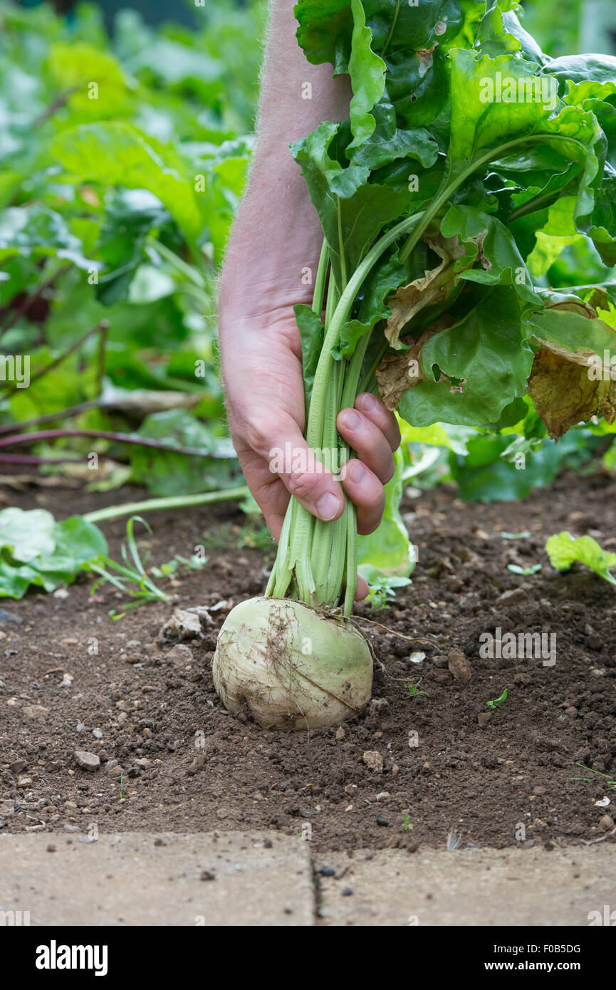 I giardinieri di raccolta a mano bianca di barbabietole di Detroit al di fuori di un orto. Inghilterra Foto Stock