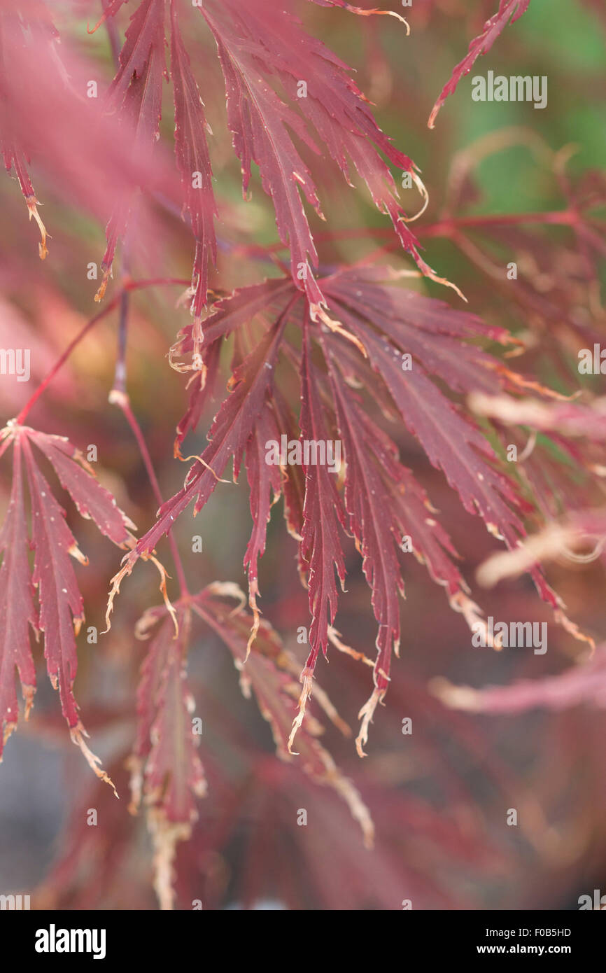 Asciugare vento danni, scottature alle foglie sul rosso acero giapponese - Acer palmatum 'Rosso' pigmeo, close up di punte marroni Foto Stock