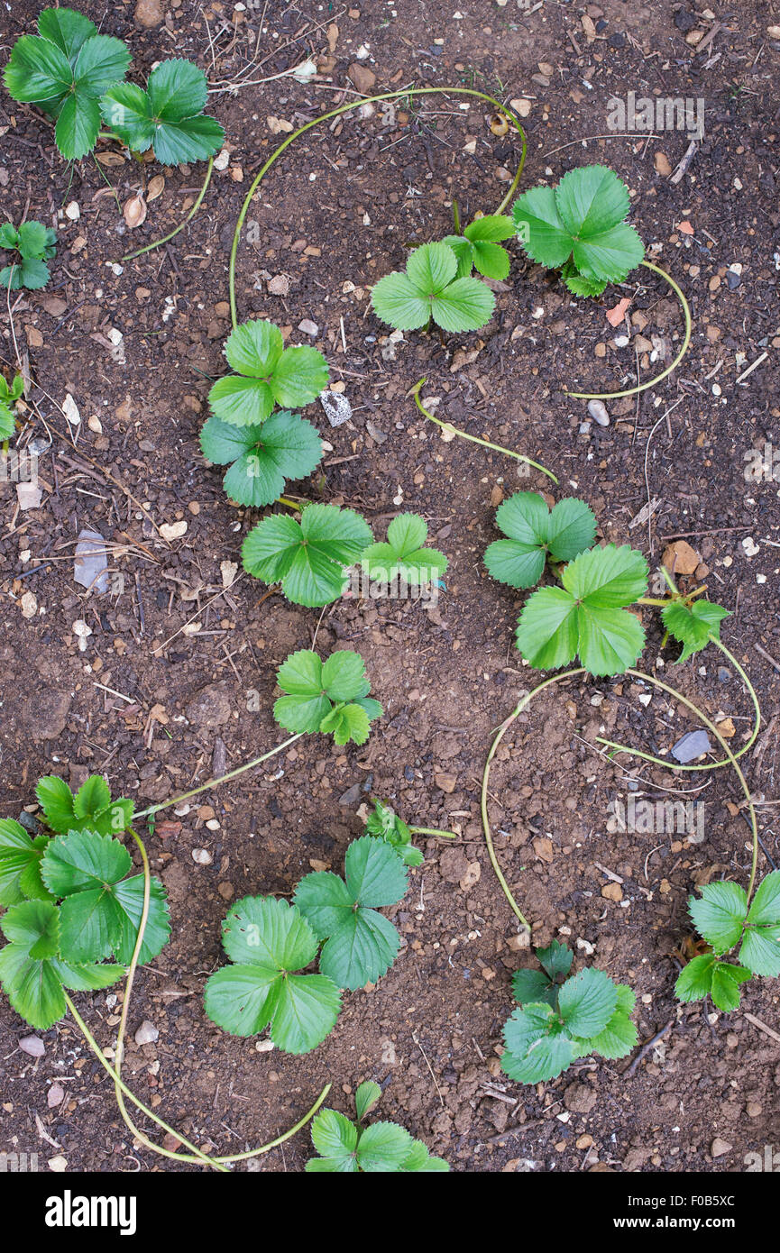 Piante di fragola e corridori piantato in un orto Foto Stock