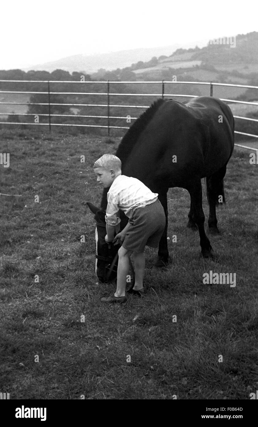 Un giovane ragazzo tenendo la briglia di un cavallo in un campo. Foto Stock