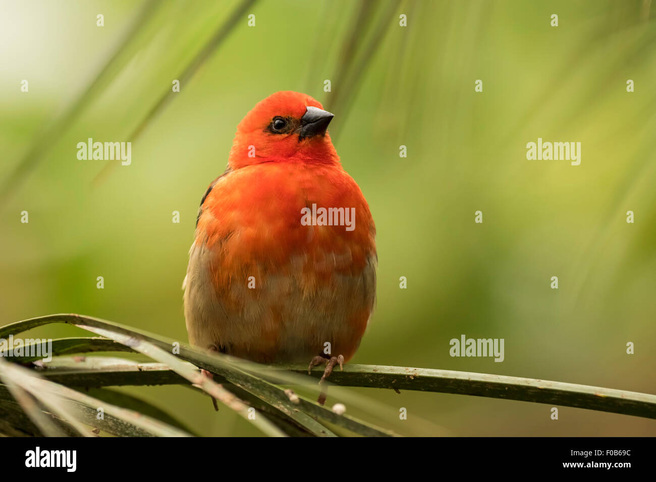 Primo piano di una fody rosso (Foudia madagascariensis) bird, talvolta noto come il Madagascar, Fody rosso cardinale fody o fody comune. Foto Stock