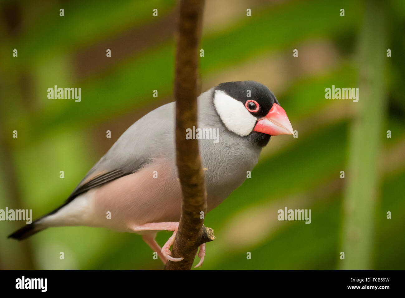 Java sparrow (Lonchura oryzivora), noto anche come Java finch, Java passero di riso o riso Java bird. Foto Stock