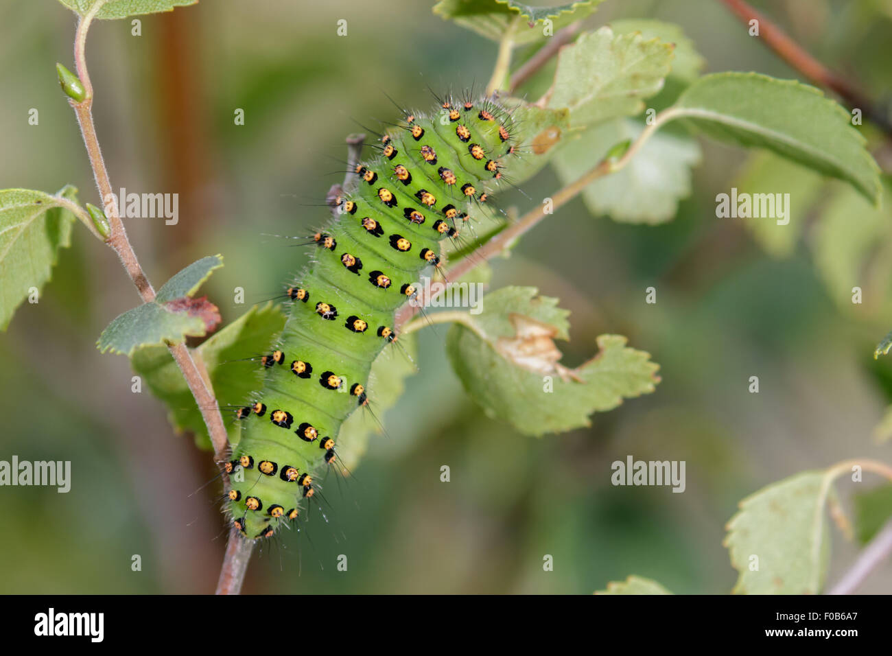 L'imperatore Moth Caterpillar (Saturnia pavonia) alimentazione mangiare su alcune foglie verdi. Foto Stock