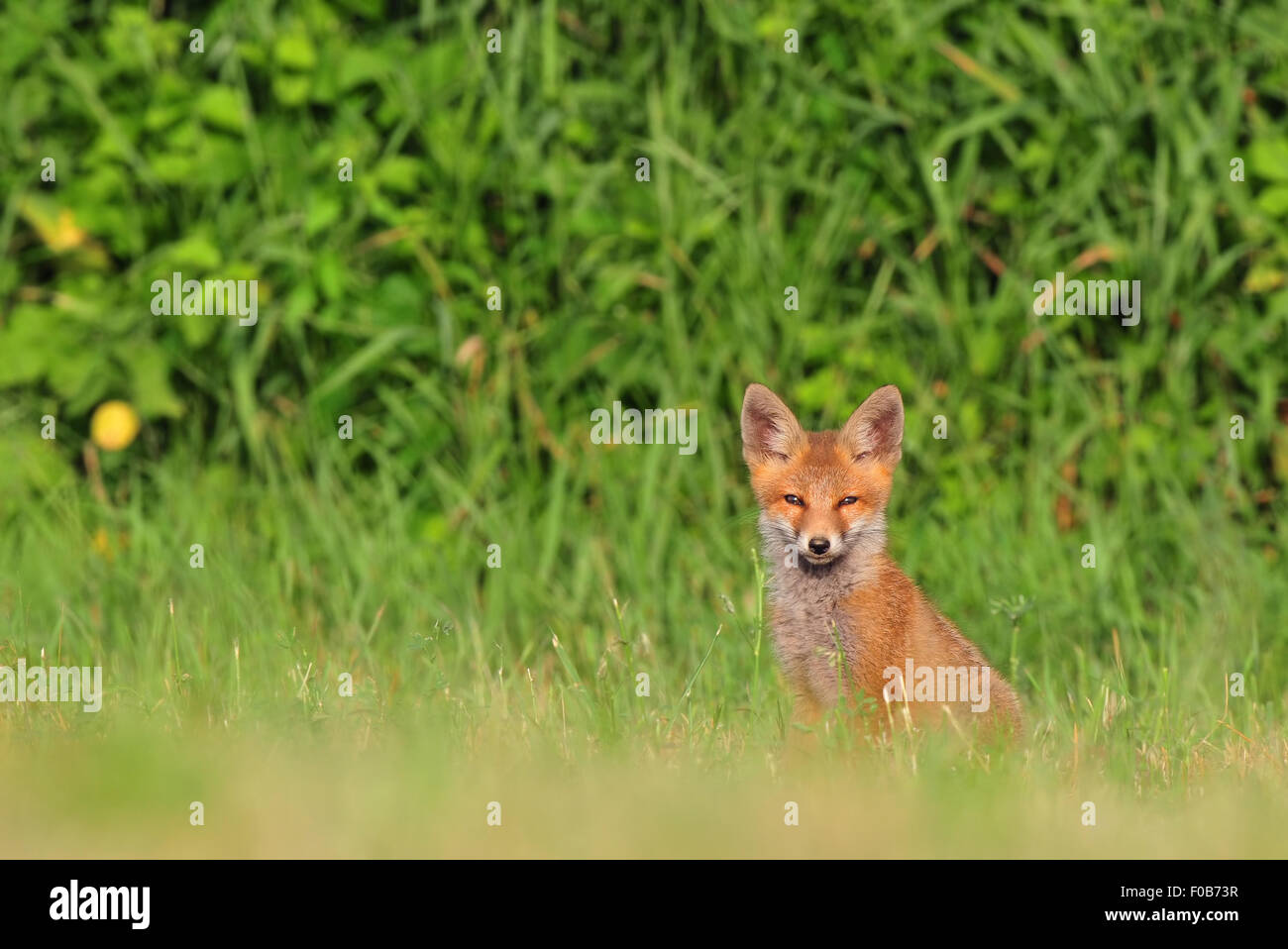 Red Fox cub seduti in un'erba e guardando la telecamera Foto Stock