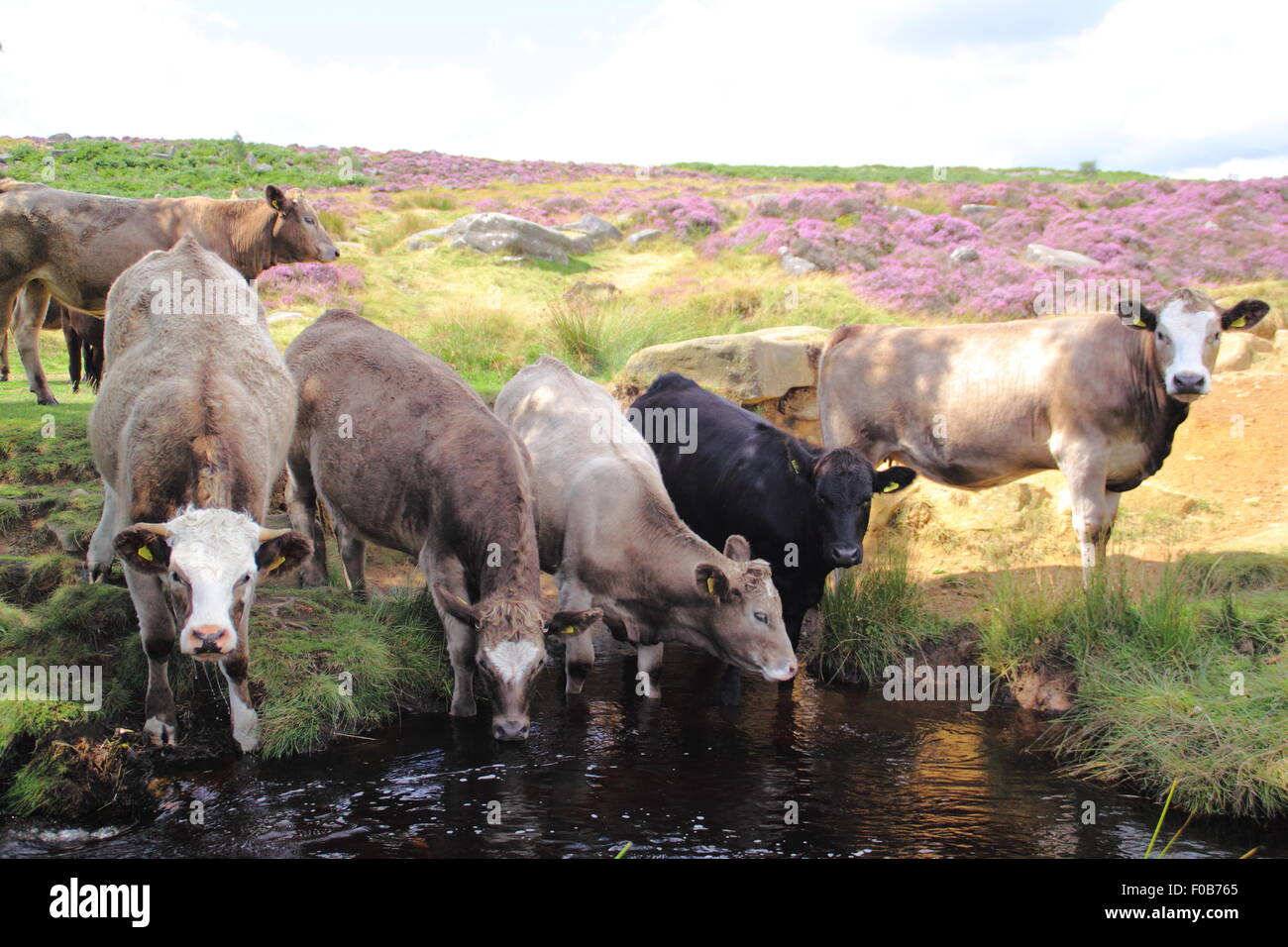 Un allevamento di bestiame a bere Burbage Brook nel Parco Nazionale di Peak District, England Regno Unito - estate Foto Stock