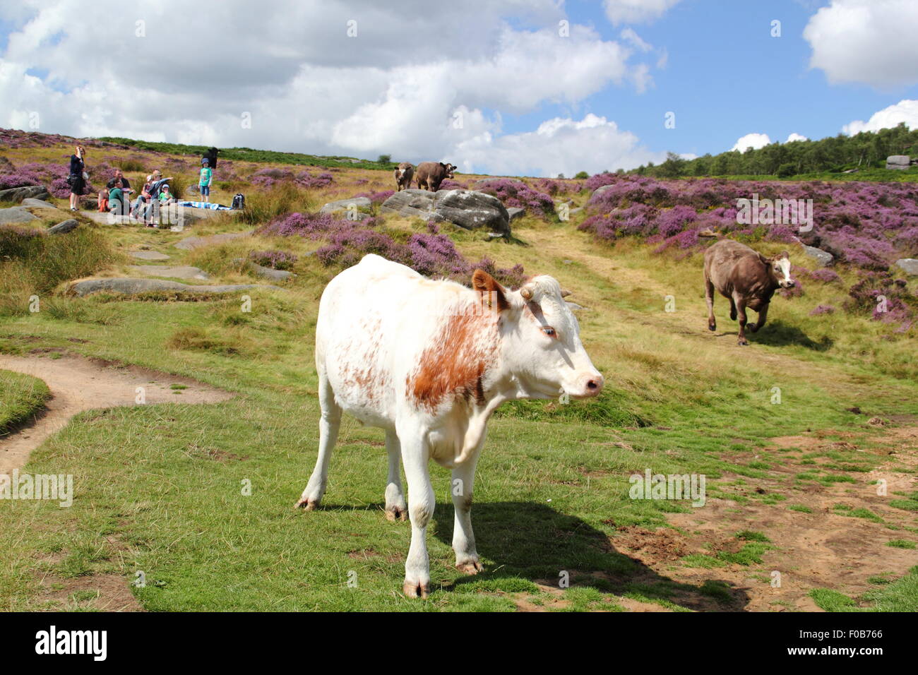 Bestiame e persone su Burbage Moor nel Parco Nazionale di Peak District Near Sheffield, Inghilterra REGNO UNITO Foto Stock