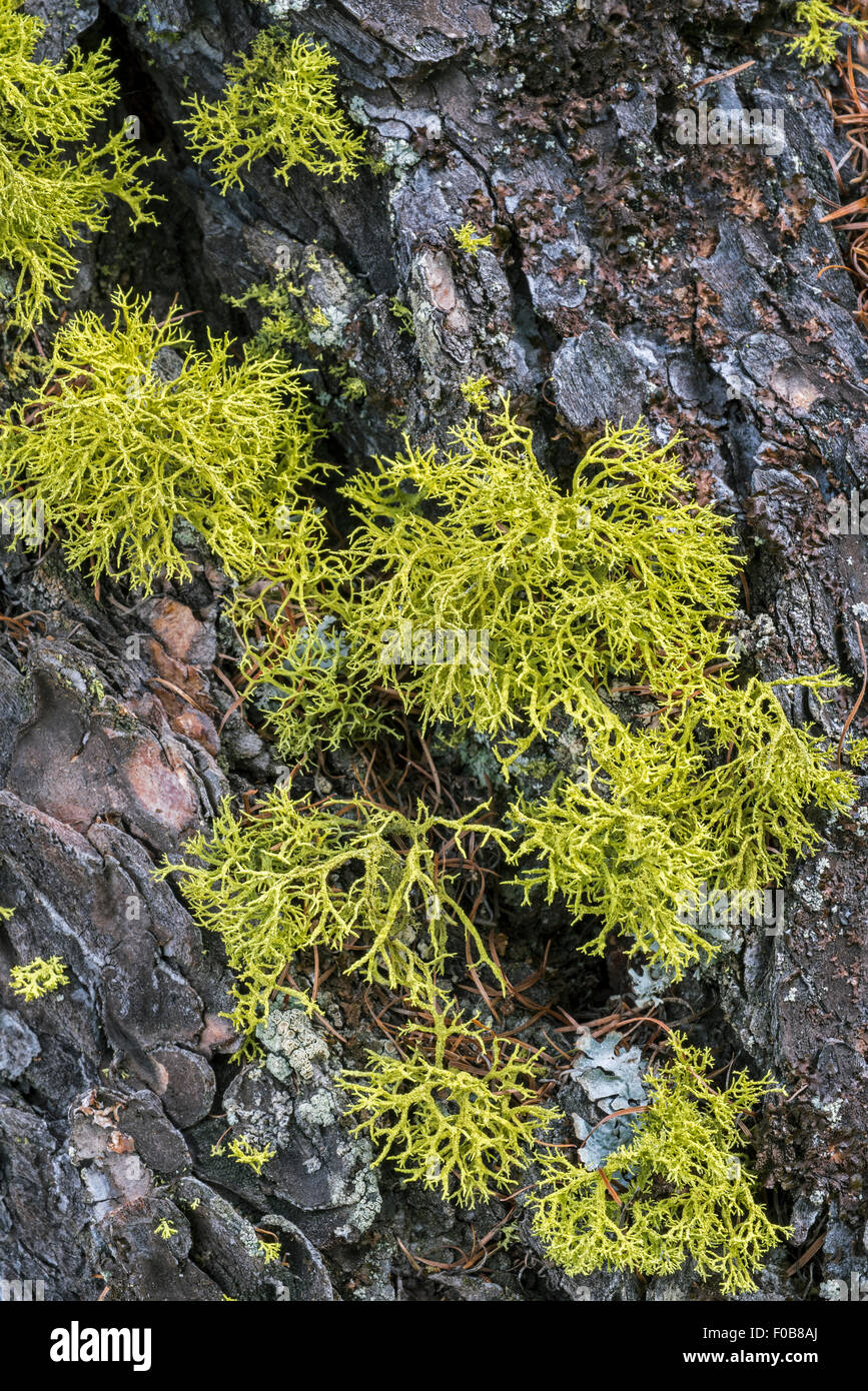 Licheni delle renne (Cladina portentosa / Cladonia impexa) su pine corteccia di albero Foto Stock