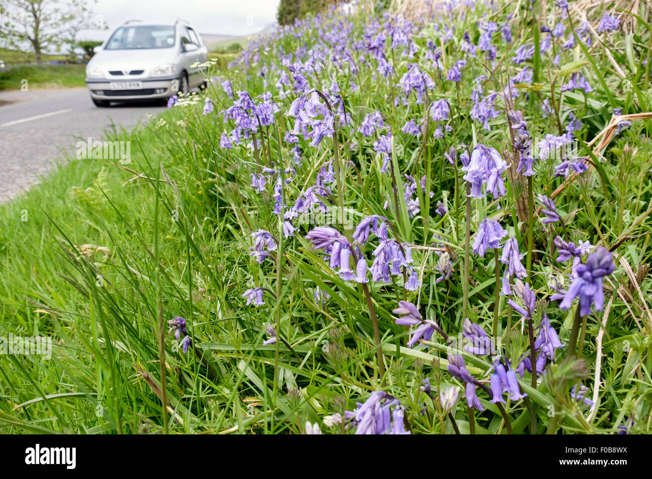 Erba stradale orlo con Bluebells crescendo accanto a una strada di campagna. Isola di Arran, North Ayrshire, Ebridi Interne, Scotland, Regno Unito Foto Stock