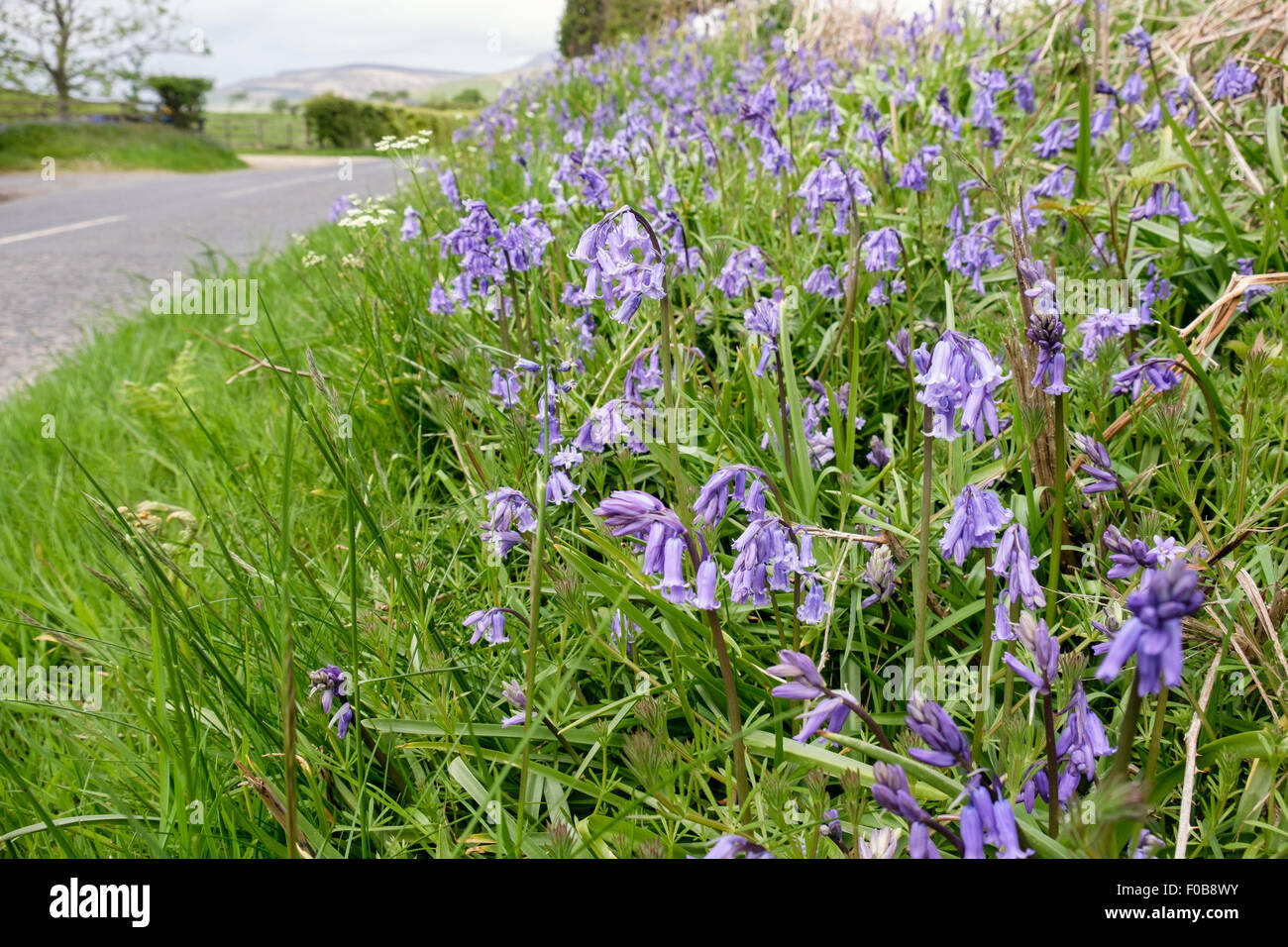 Erba stradale orlo siepe con Bluebells fiori selvatici crescente accanto a una strada di campagna in primavera / estate. La Scozia, Regno Unito, Gran Bretagna Foto Stock